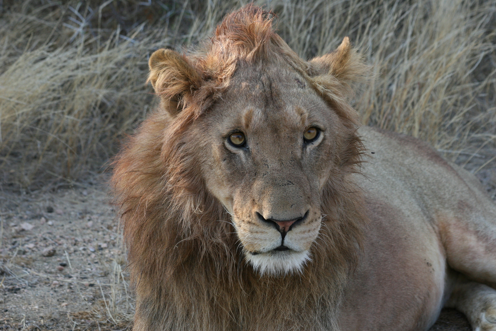 Canon EOS 30D + Canon EF 70-300mm F4-5.6 IS USM sample photo. Belly full lion photography