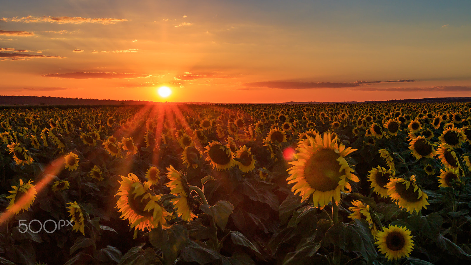 Sigma 35mm F1.4 DG HSM Art sample photo. Sunray of sunflowers photography