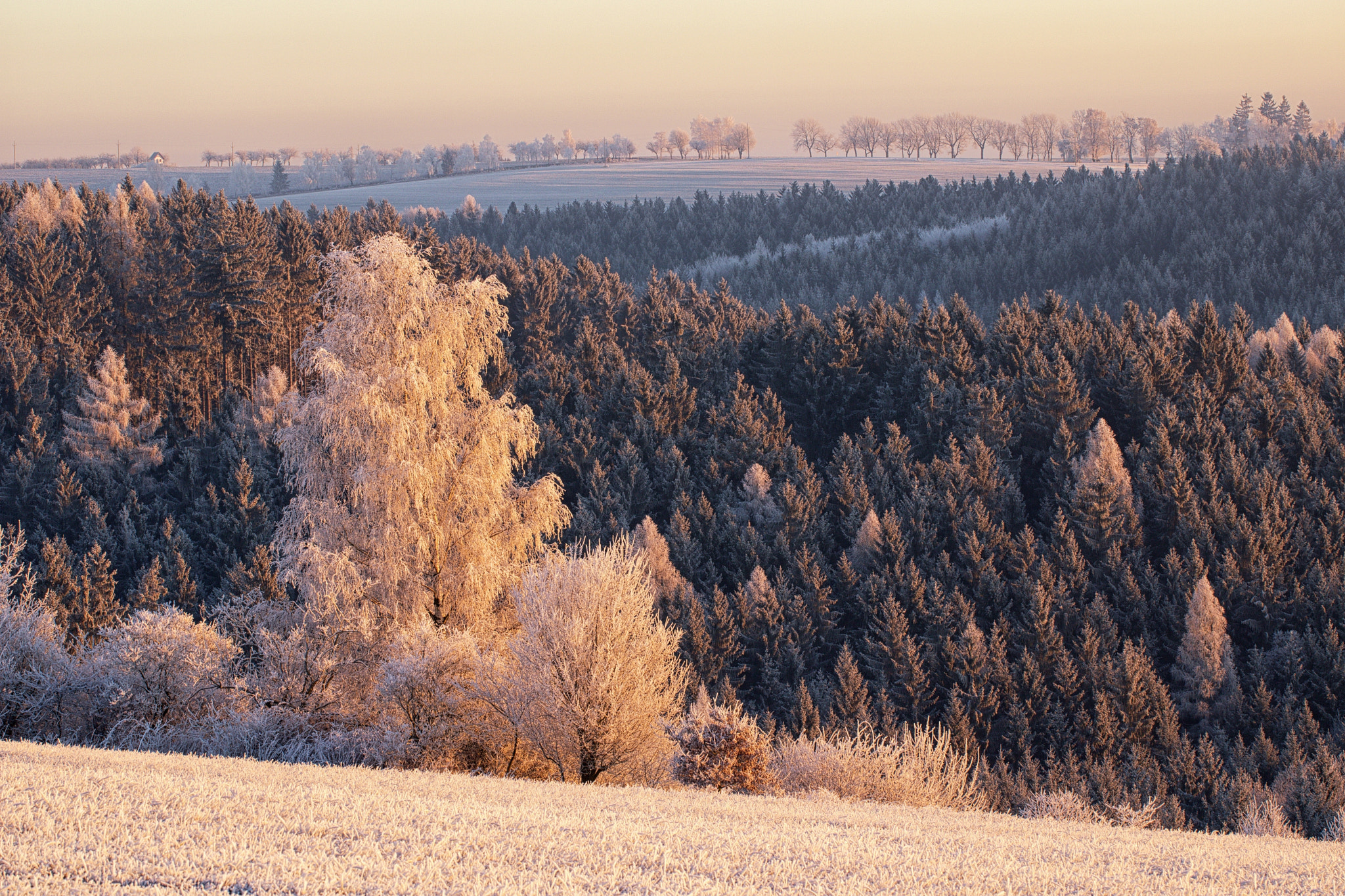 Canon EF 100mm F2.8L Macro IS USM sample photo. Frozen morning photography