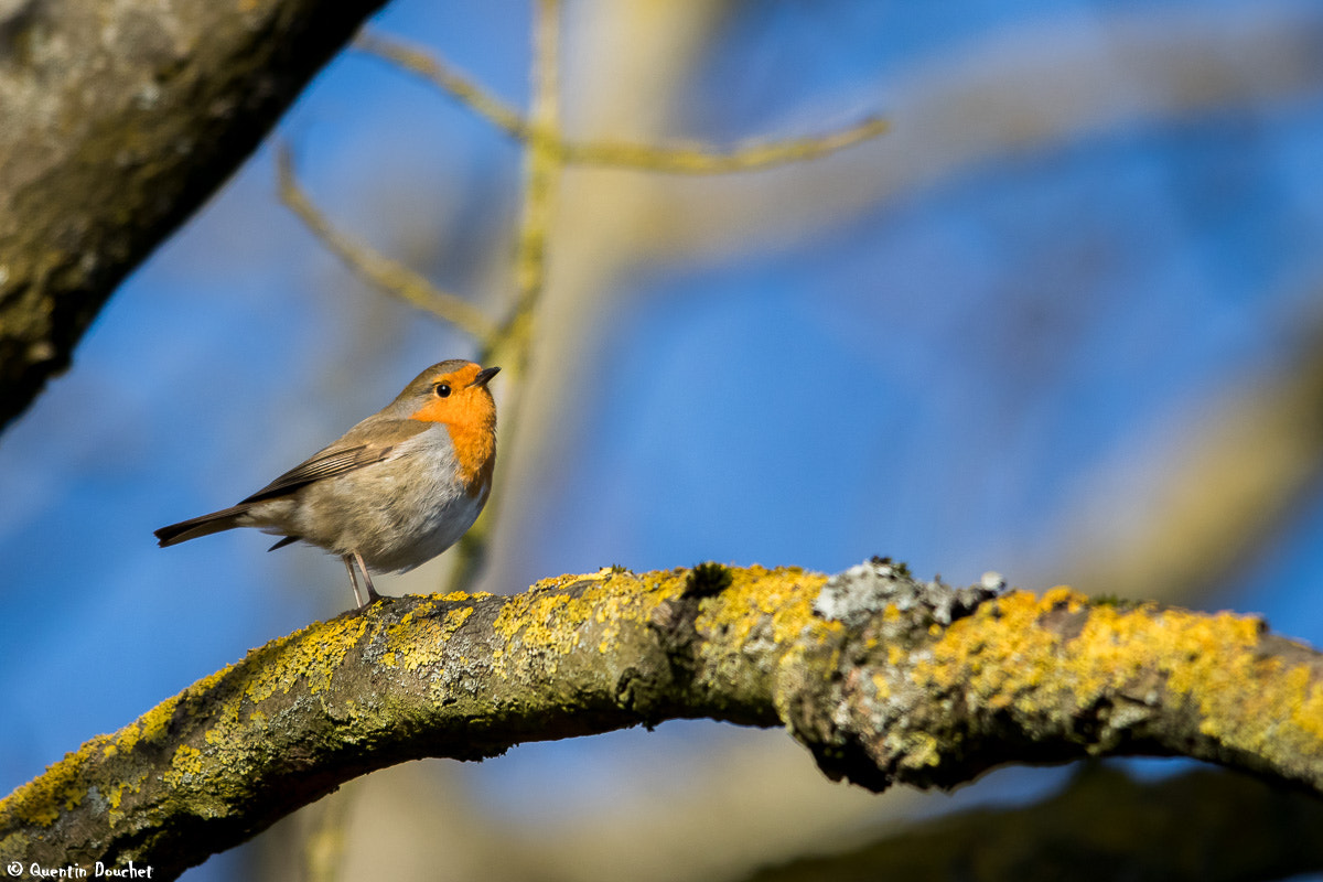 Canon EF 600mm F4L IS II USM sample photo. Rouge-gorge photography