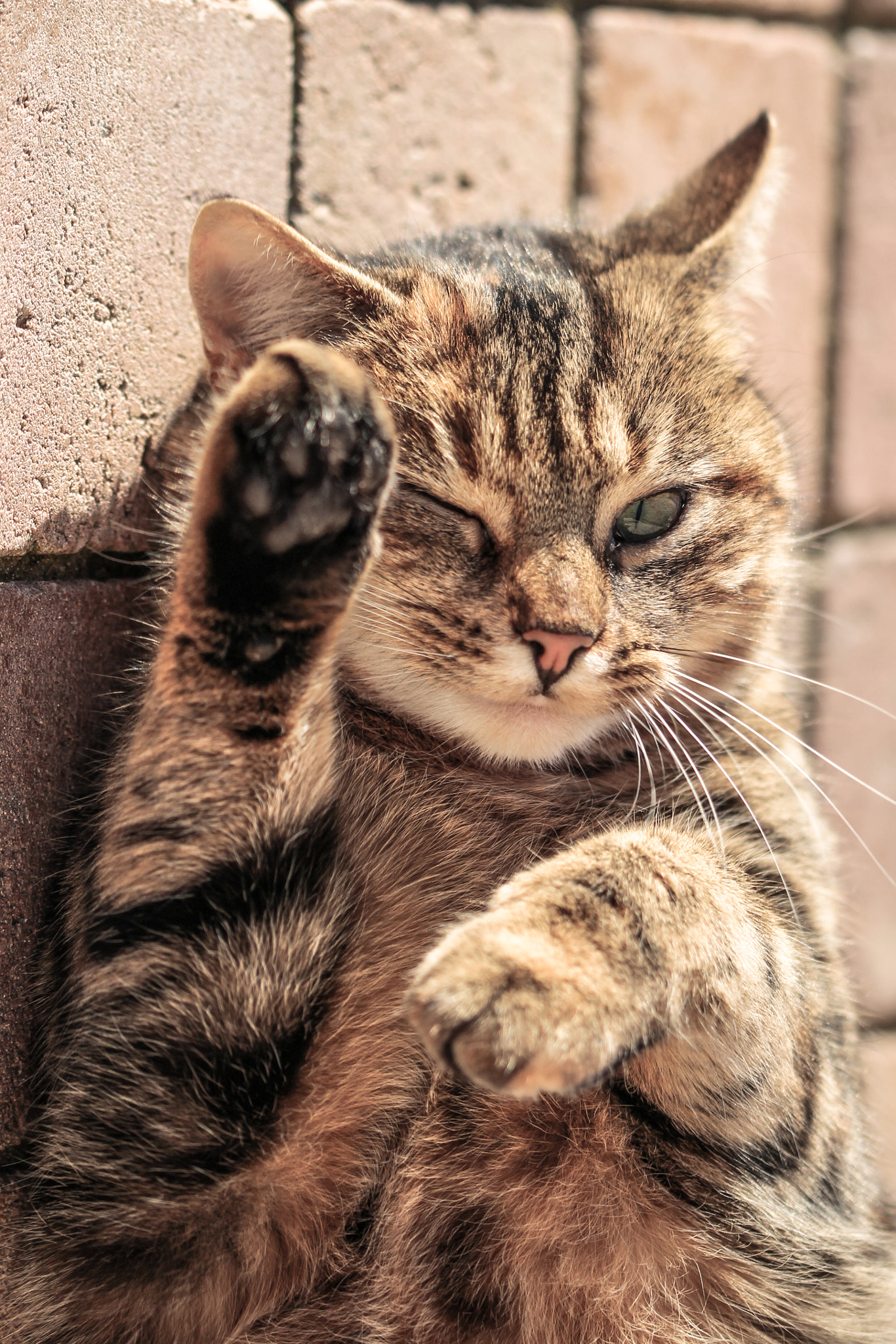 Sigma 105mm F2.8 EX DG OS HSM sample photo. Chalut ! photography