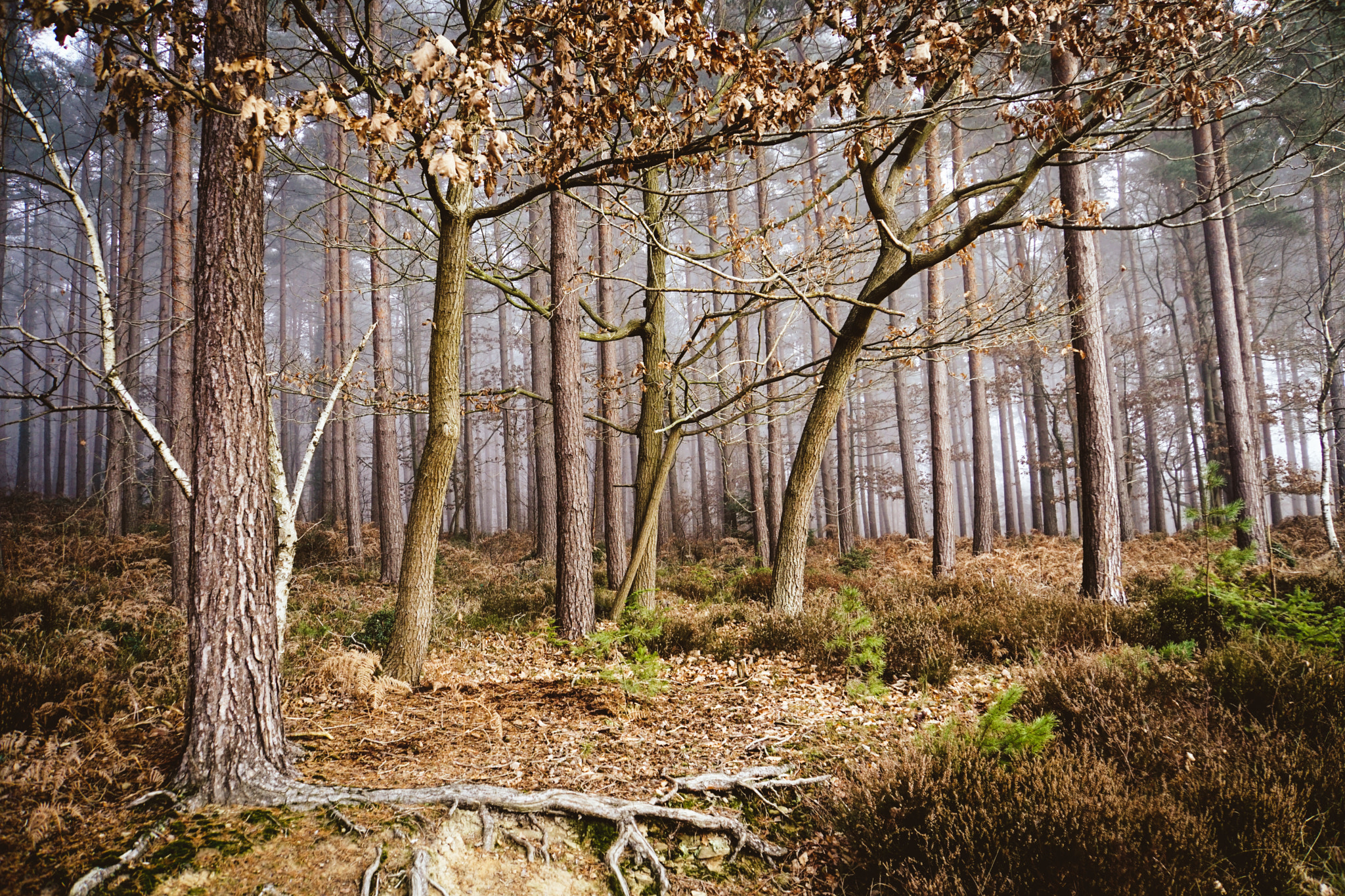 Sony E 18-200mm F3.5-6.3 OSS LE sample photo. Exploring frozen woods in the fog photography