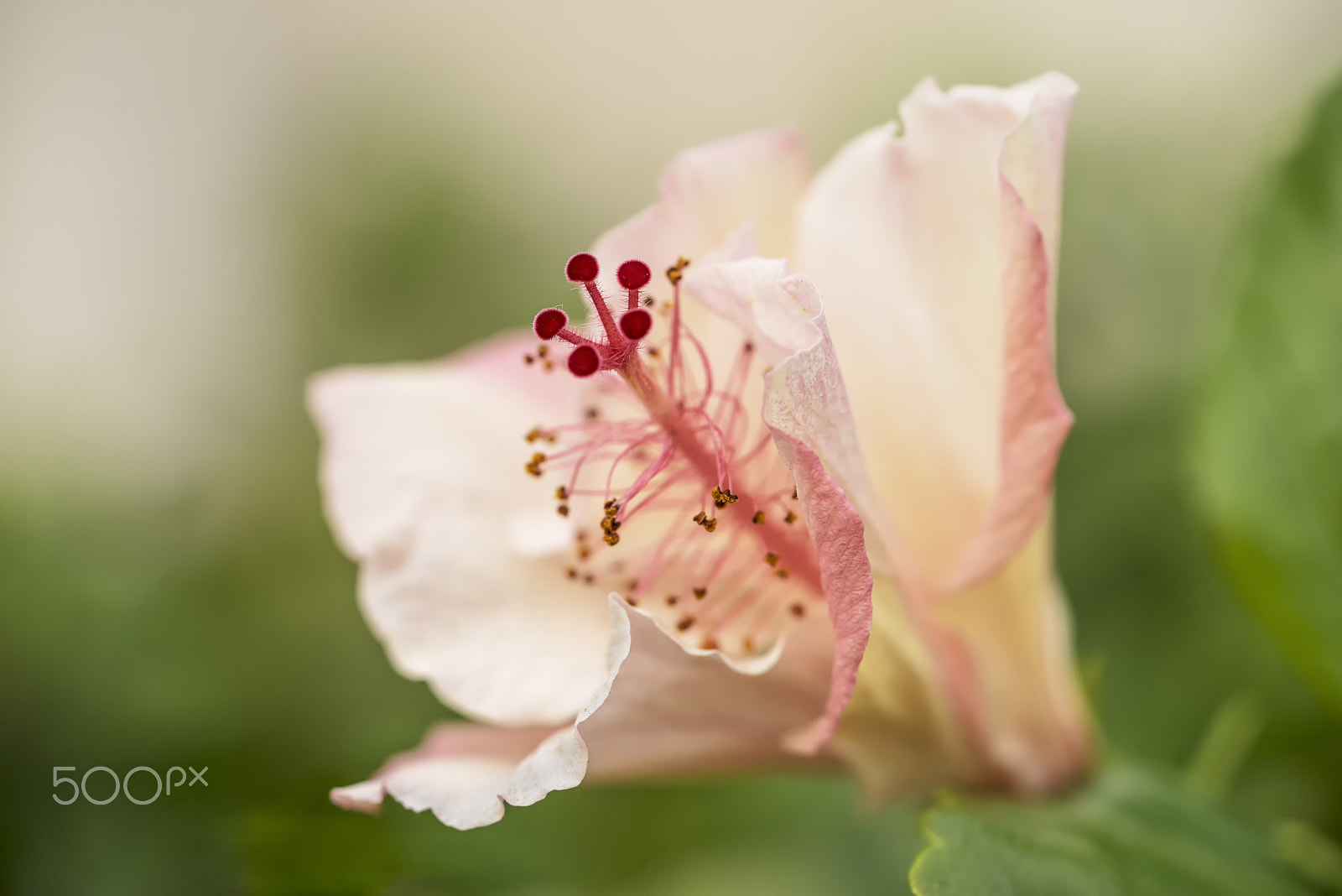 Sony a7R + Sony FE 90mm F2.8 Macro G OSS sample photo. Blooming flower photography