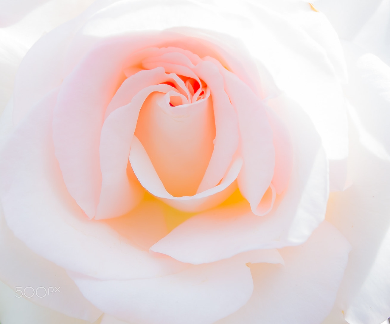 Nikon D3S sample photo. Pink and white petals photography