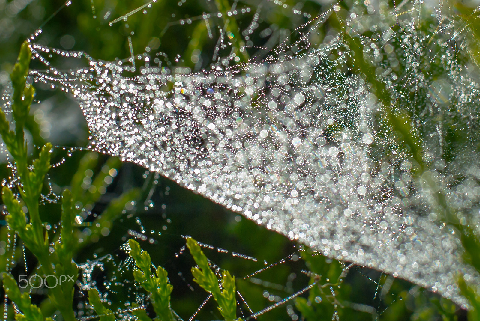 Nikon D3S sample photo. Frozen spiderwebs photography