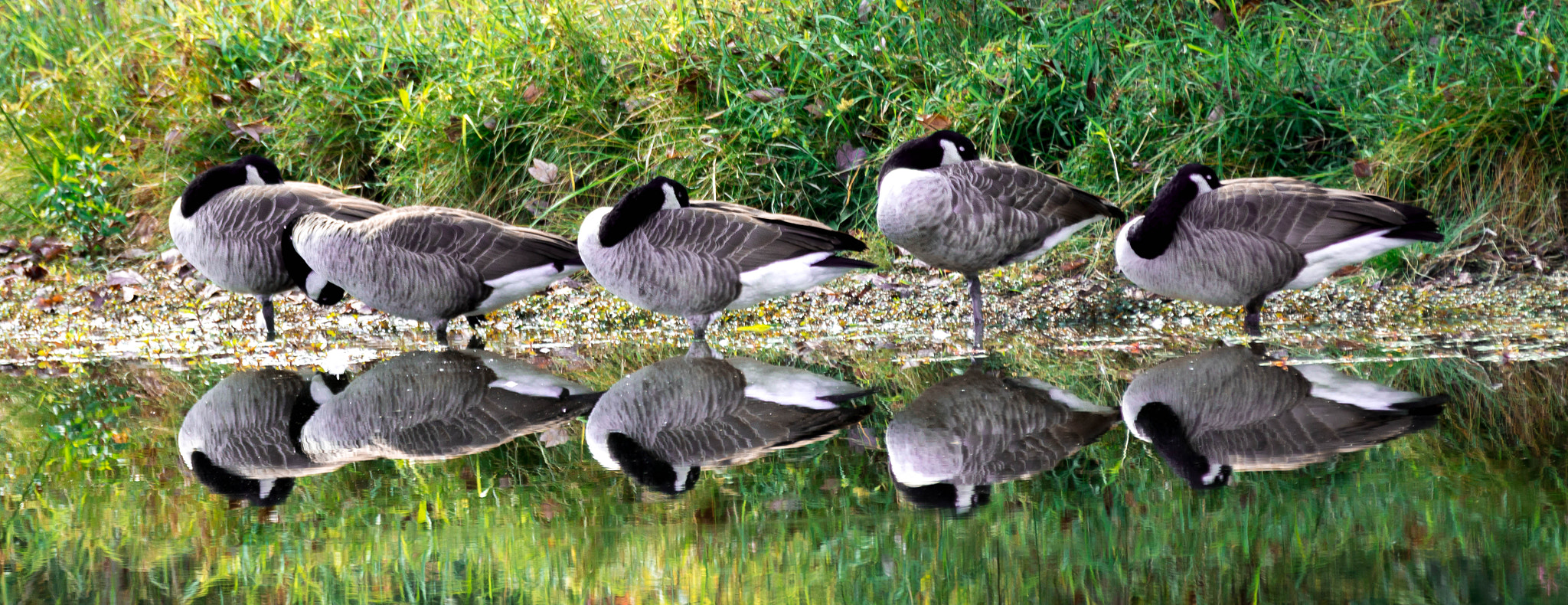 Canon EF 70-200mm F2.8L IS II USM sample photo. At waters edge photography