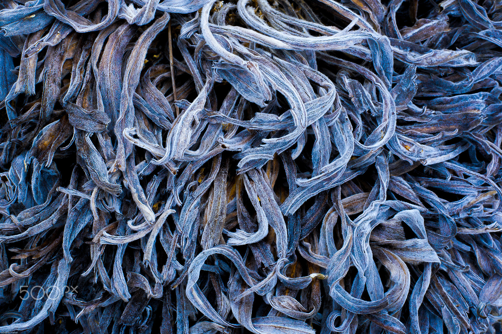 Nikon D3S + Nikon AF-S Nikkor 50mm F1.8G sample photo. Blue waved roots photography