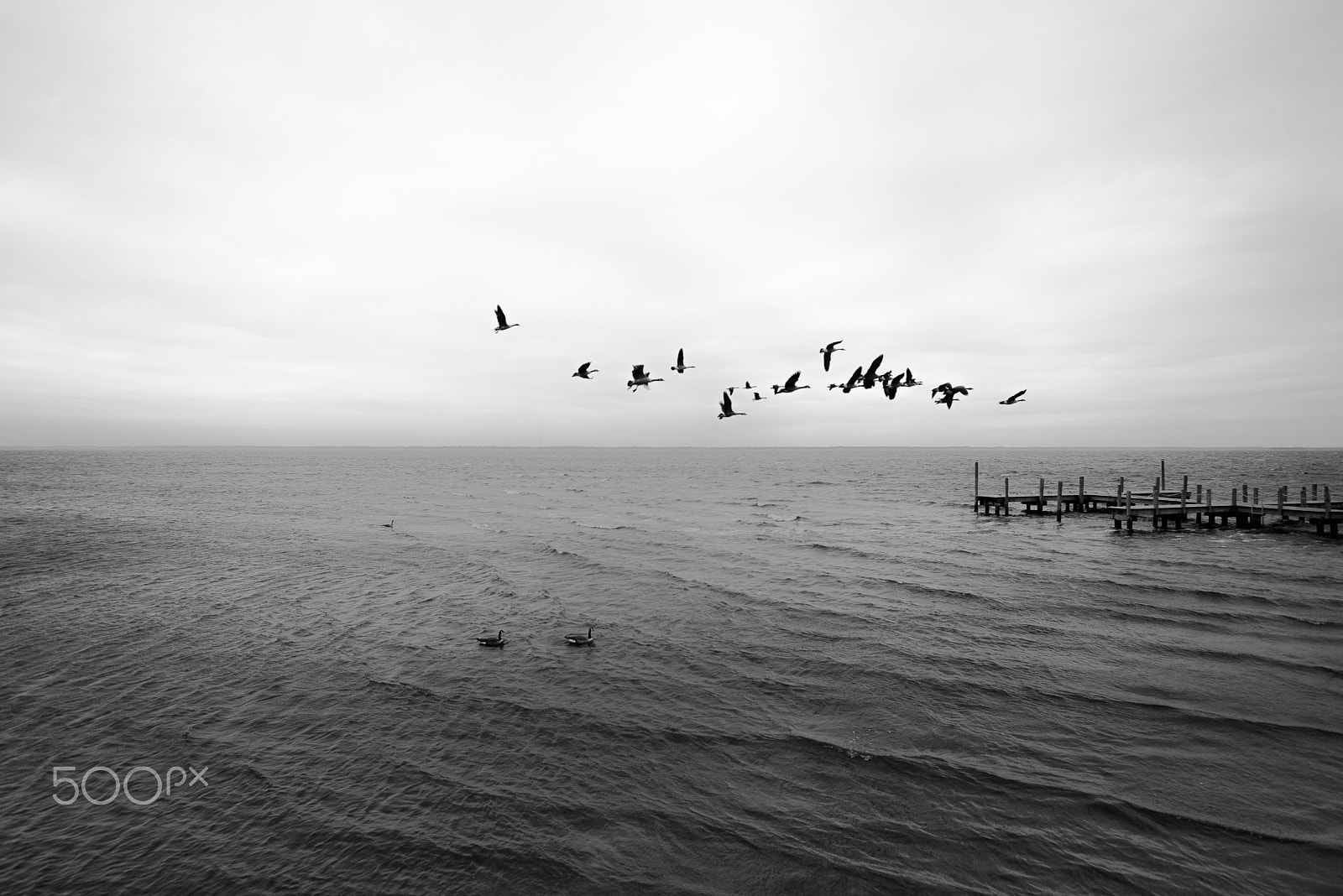 Nikon AF-S Nikkor 17-35mm F2.8D ED-IF sample photo. Outer banks birds migration photography