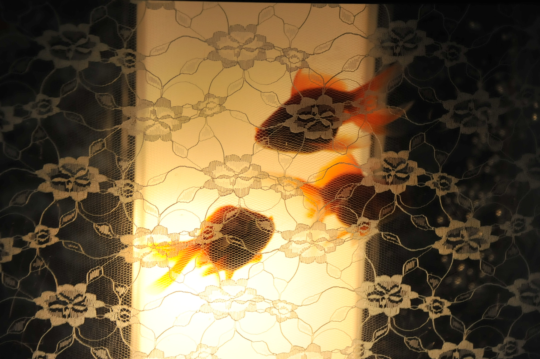 Nikon D3 sample photo. Goldfish photography
