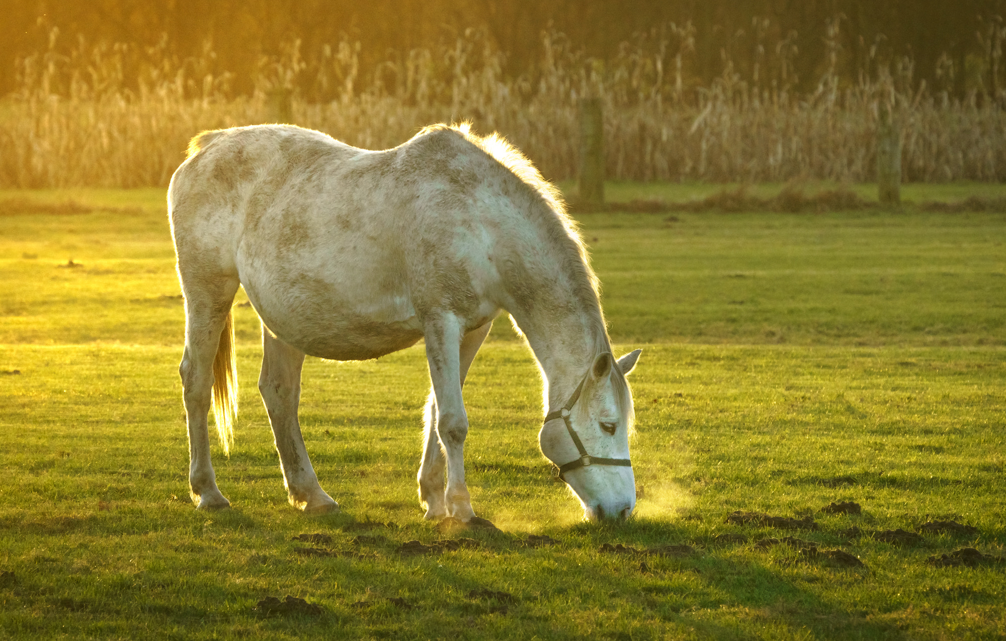 Sony FE 70-300mm F4.5-5.6 G OSS sample photo. A horse eating during sunset photography