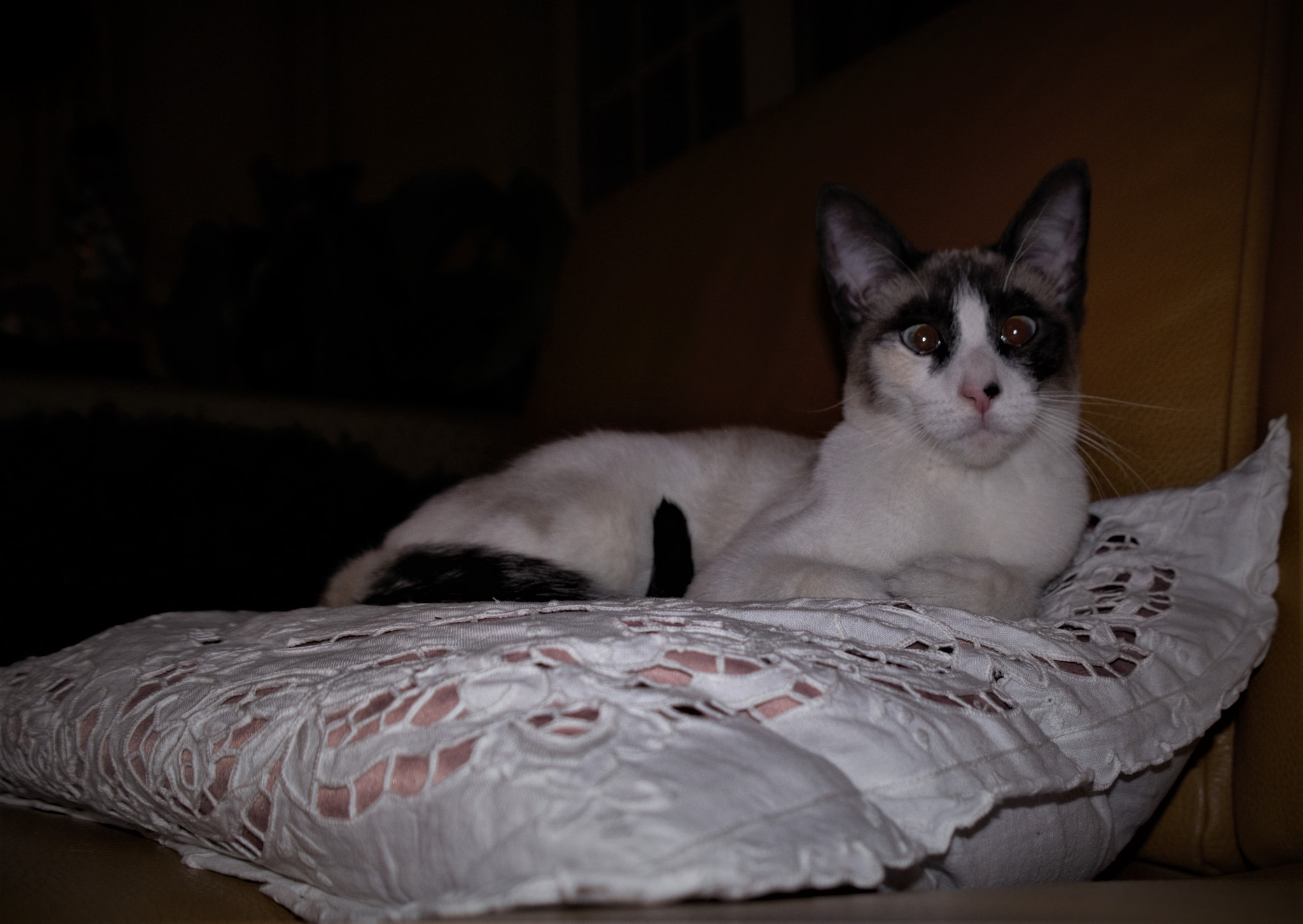 Samsung NX20 sample photo. La  nature du chat photography