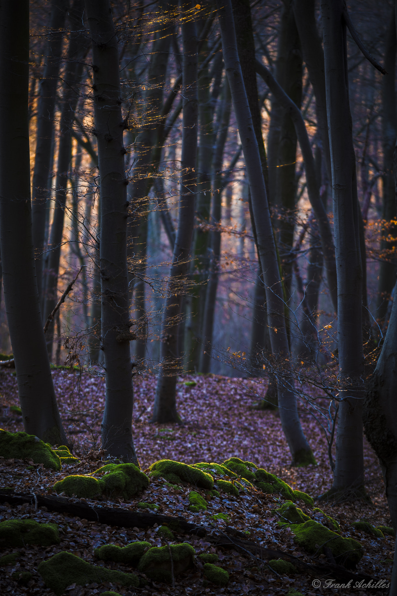 Sigma 50-150mm F2.8 EX APO DC OS HSM sample photo. Evening light photography