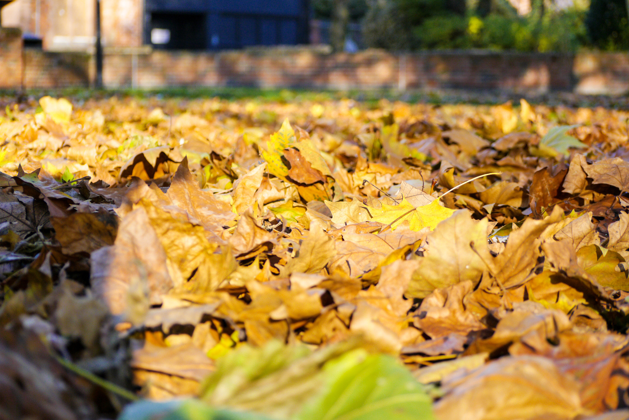 Panasonic Lumix G Vario 45-200mm F4-5.6 OIS sample photo
