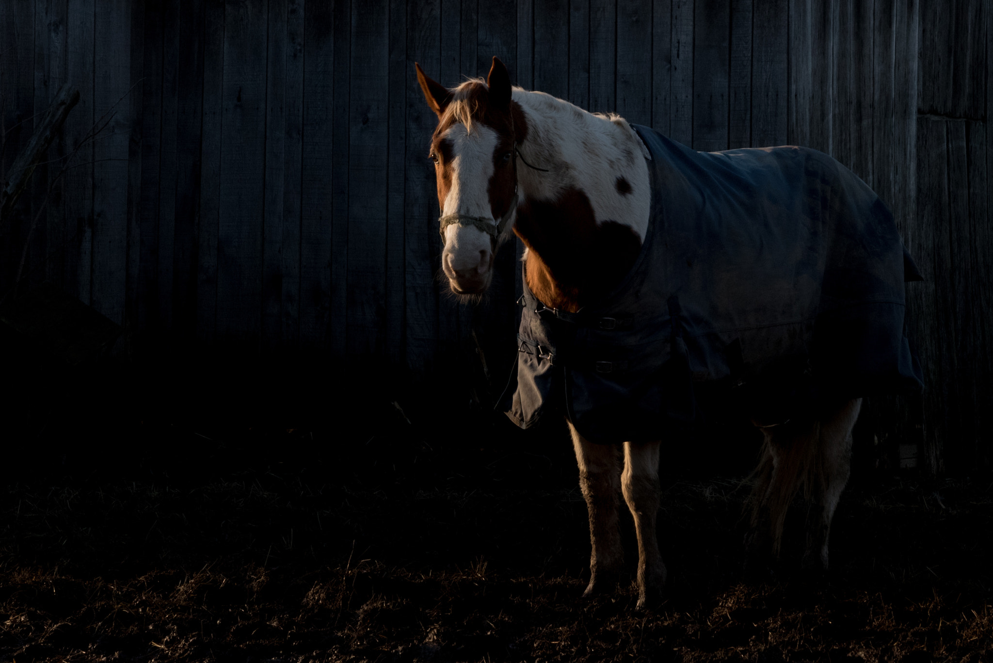 Nikon D750 sample photo. Horse photography