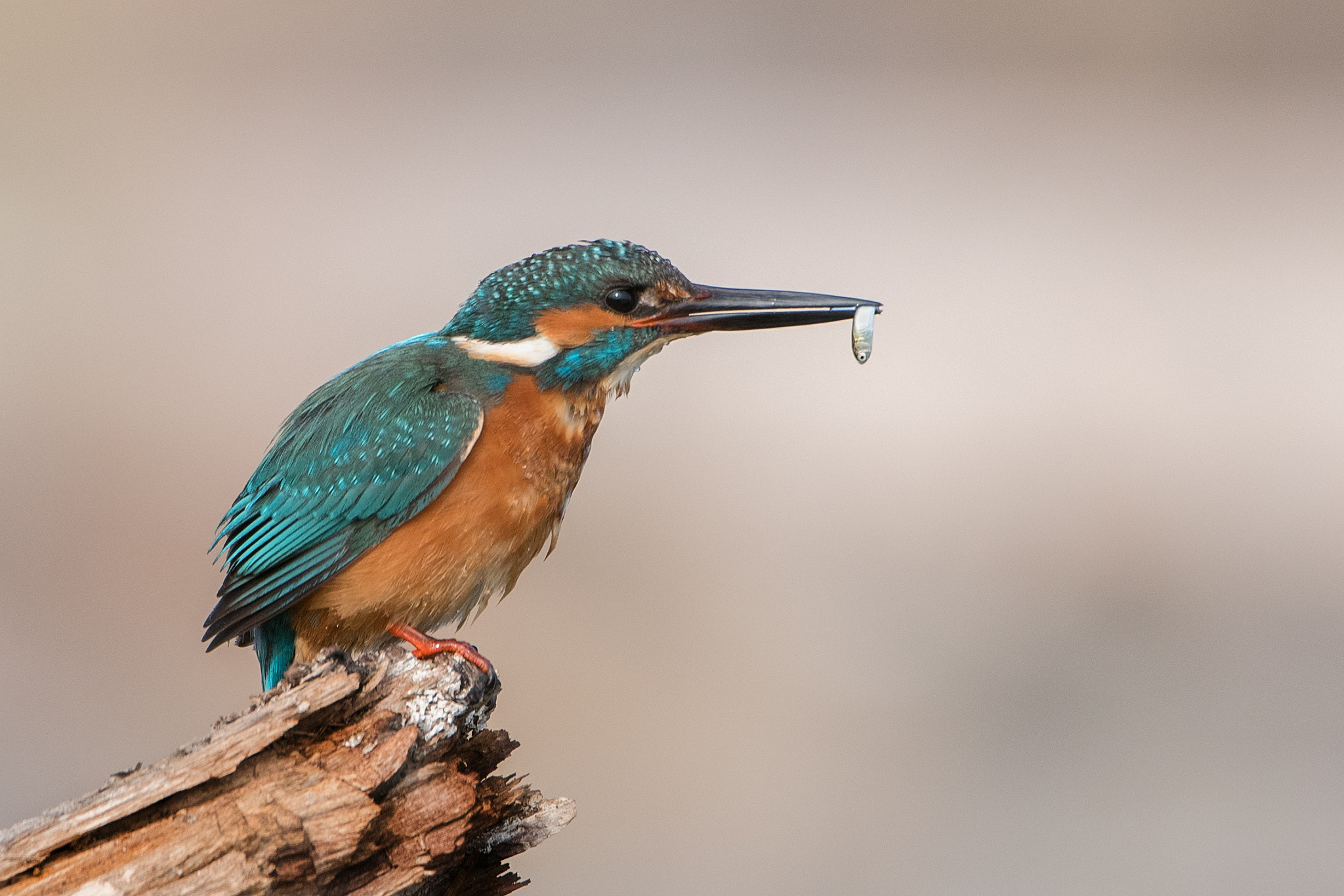 Nikon AF-S Nikkor 200-400mm F4G ED-IF VR sample photo