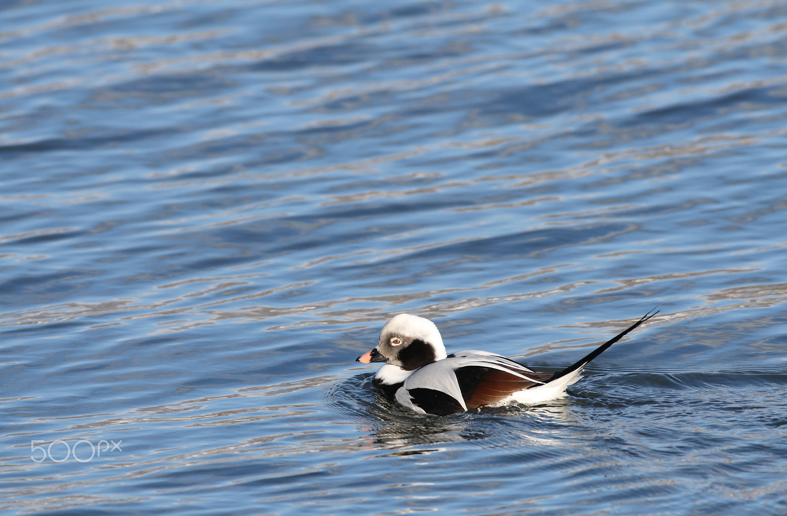 Canon EOS 400D (EOS Digital Rebel XTi / EOS Kiss Digital X) sample photo. Long-tailed duck, irondequoit bay outlet, ny photography