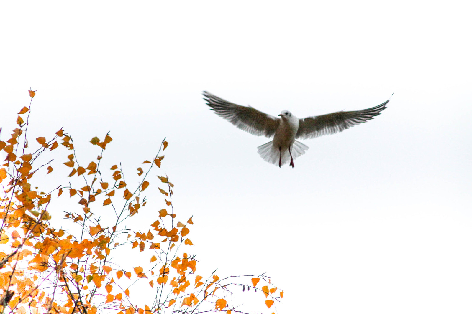 Canon EF 90-300mm F4.5-5.6 sample photo. Dans un ciel d'hiver photography