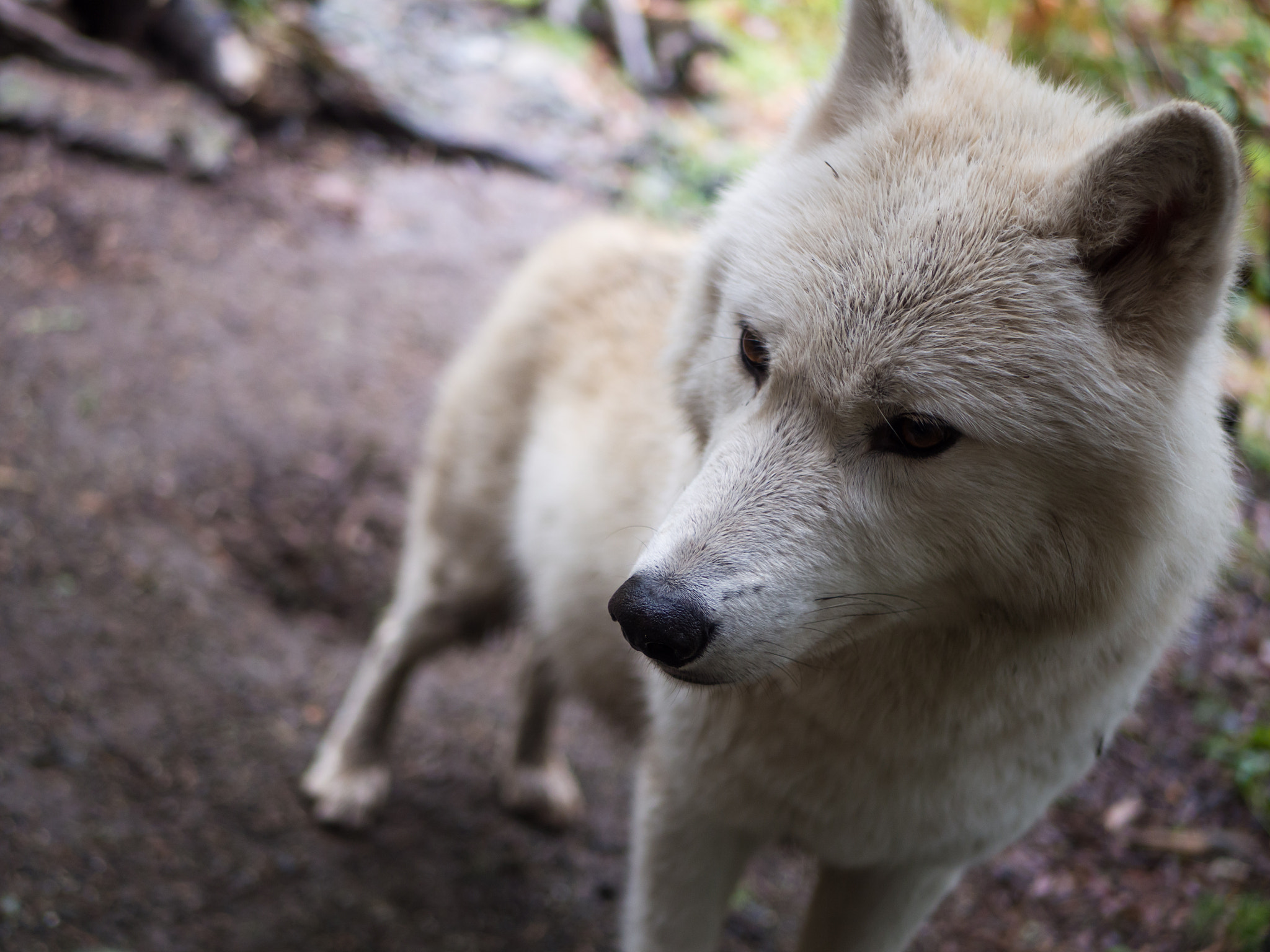 Olympus OM-D E-M10 II + LUMIX G 25/F1.7 sample photo. White wolf photography