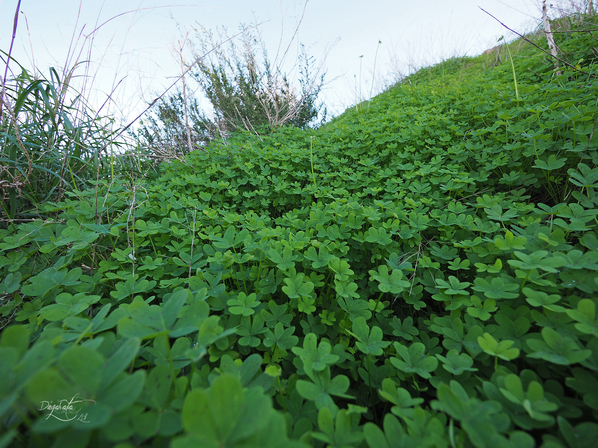 Olympus OM-D E-M10 II + Panasonic Lumix G Vario 7-14mm F4 ASPH sample photo. Trifolium photography