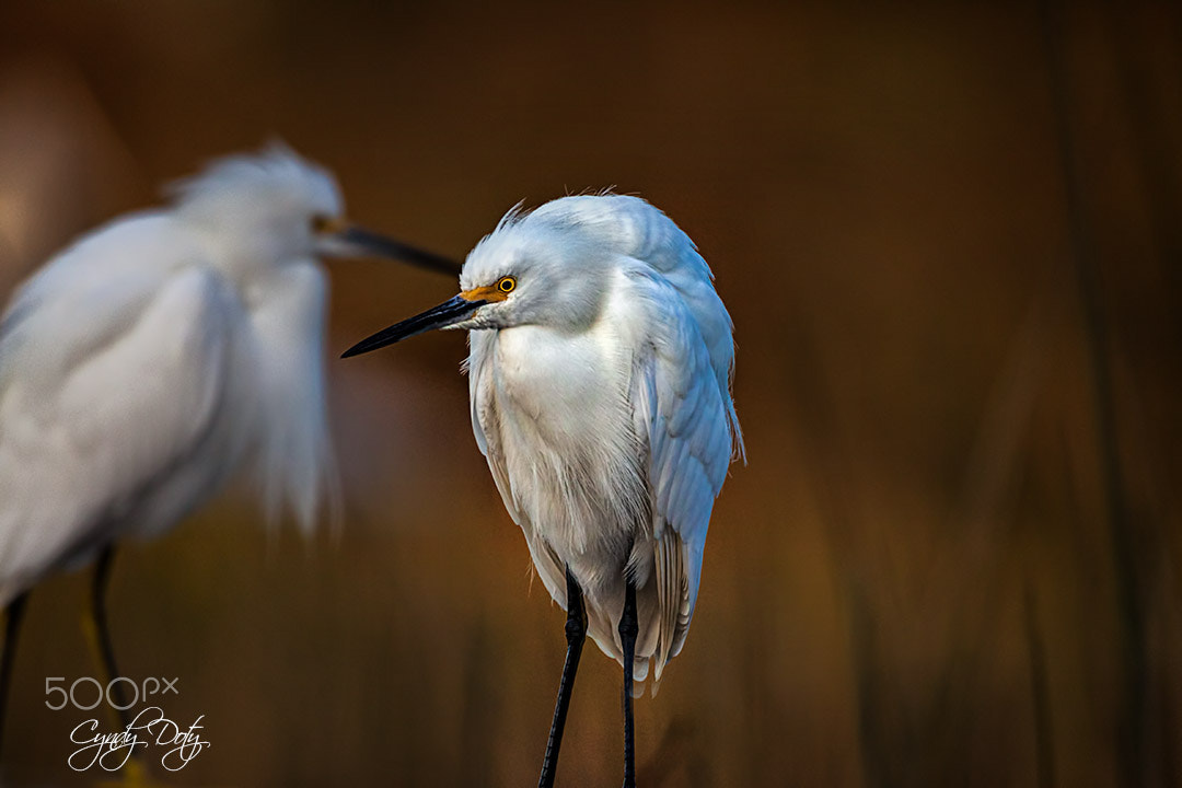150-600mm F5-6.3 DG OS HSM | Contemporary 015 sample photo. Now look here... photography