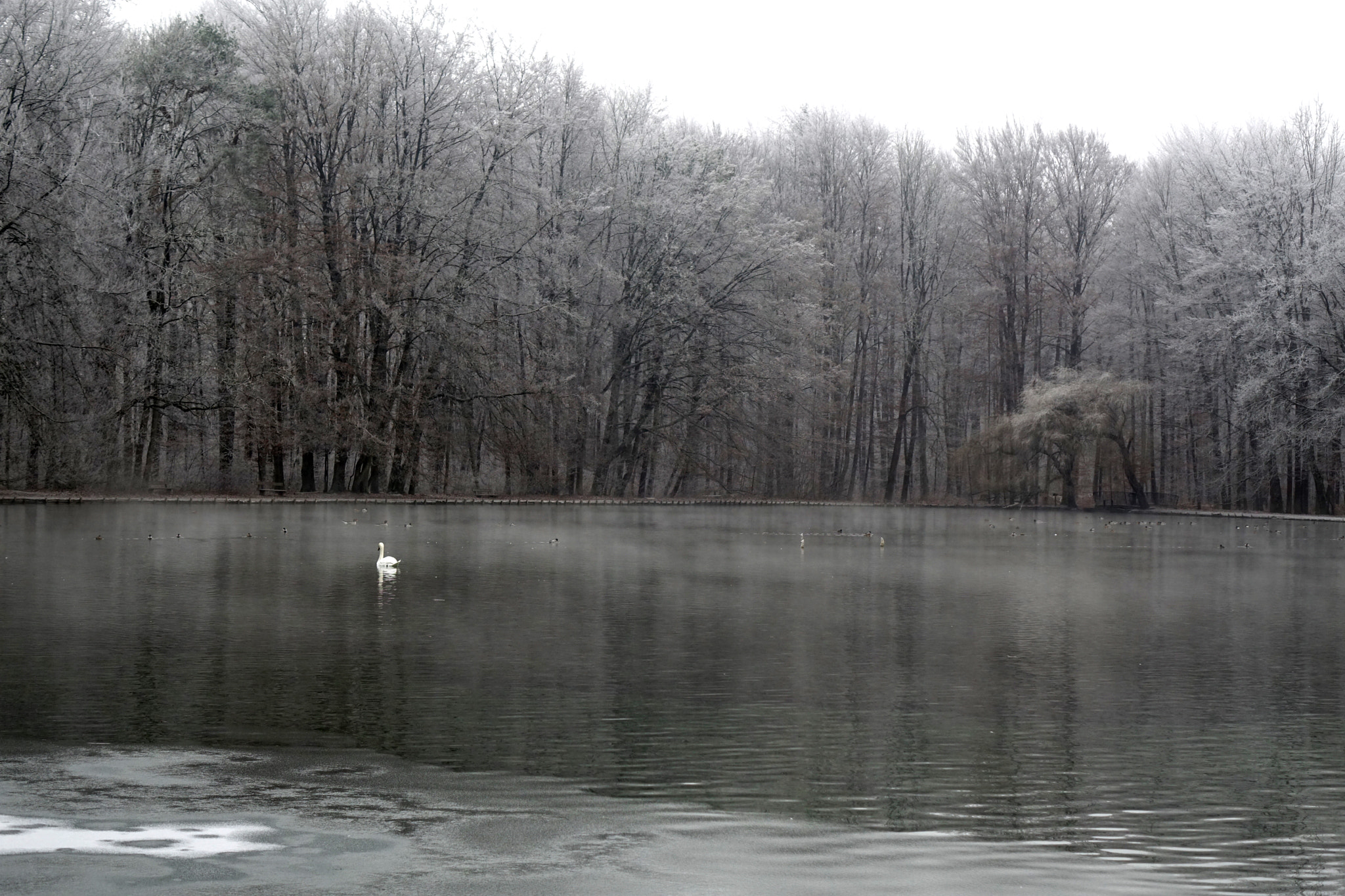 Sony Cyber-shot DSC-RX10 + Sony 24-200mm F2.8 sample photo. Swan lake photography