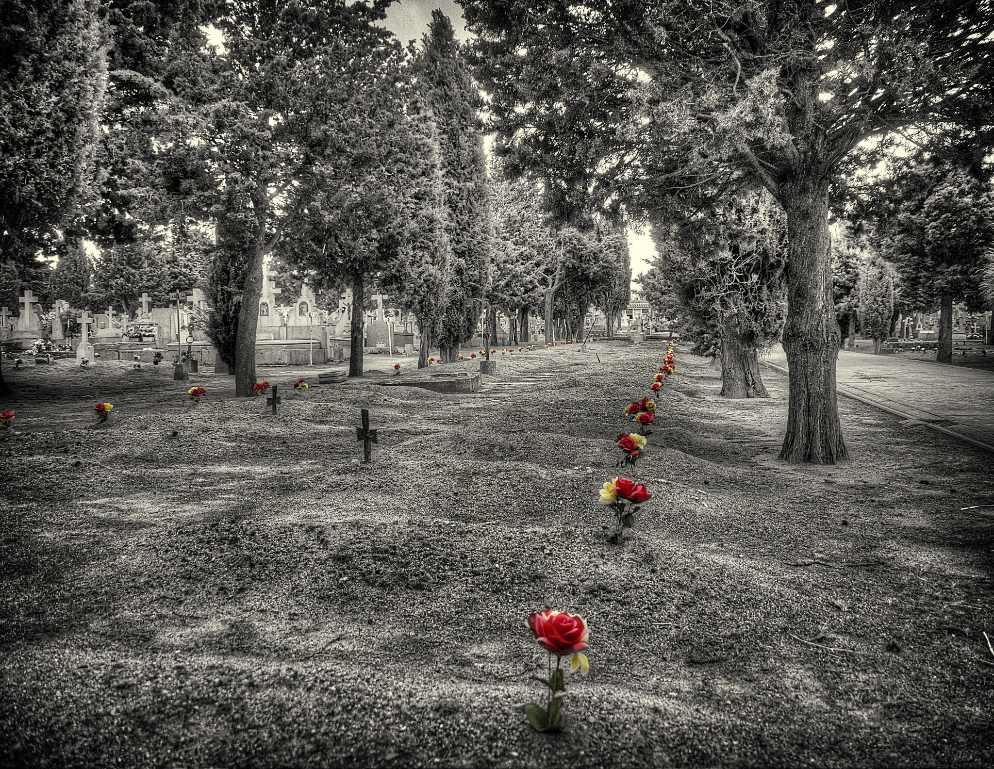 Olympus PEN E-PL1 sample photo. Flores photography