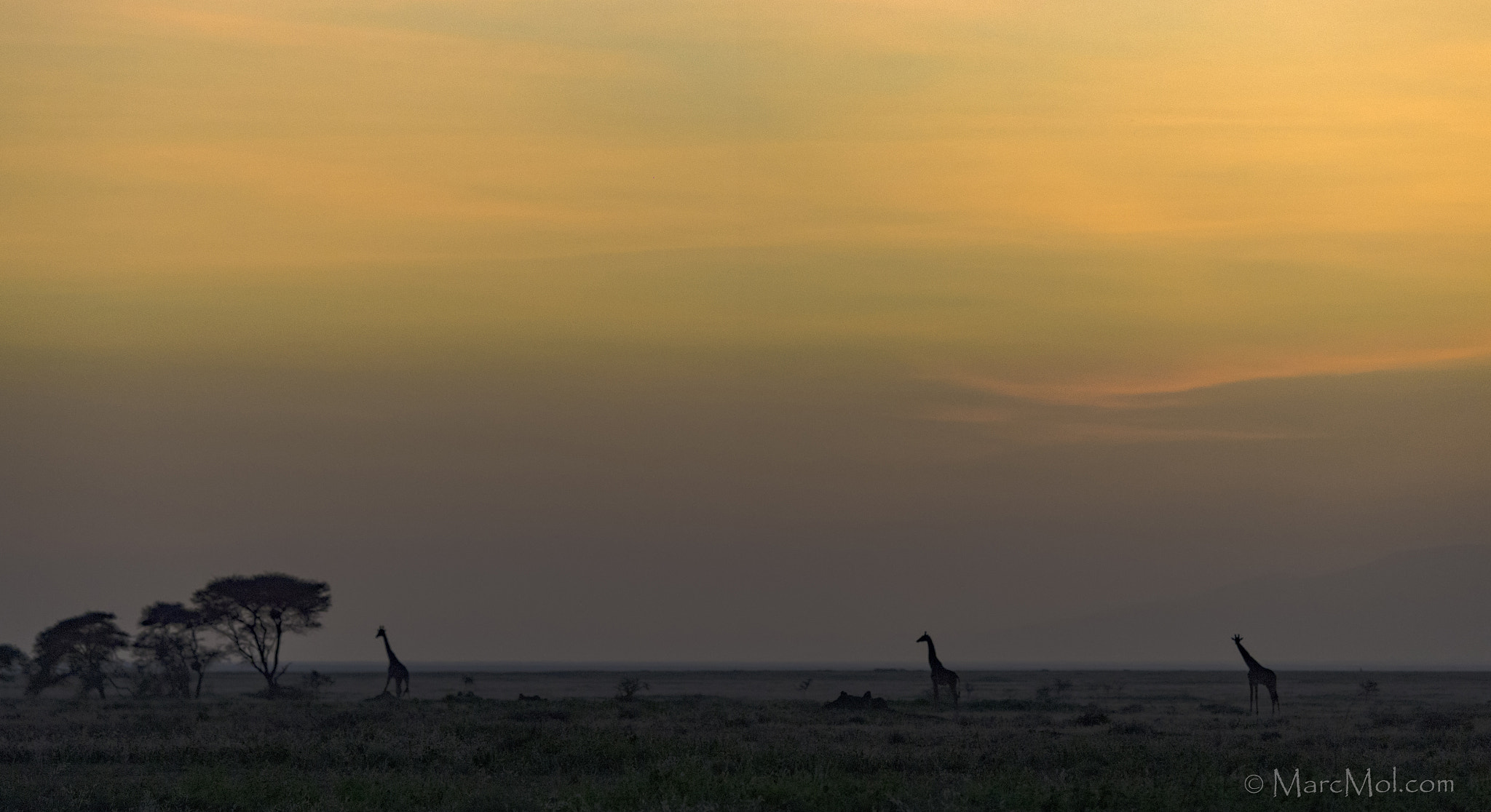 Nikon D4 sample photo. Giraffe trio sunrise photography