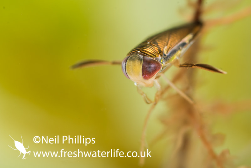 Pentax K-3 sample photo. One of the smaller lesser water boatman species in photo aquarium photography