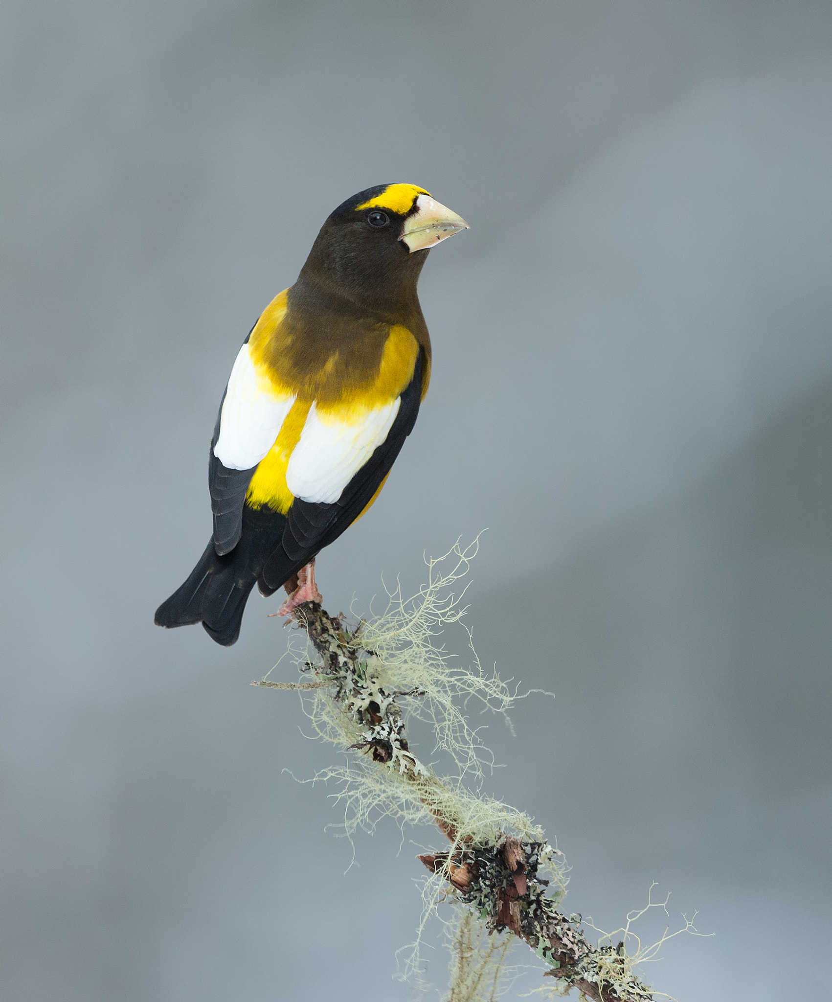 Canon EF 500mm F4L IS USM sample photo. Evening-grosebeak photography