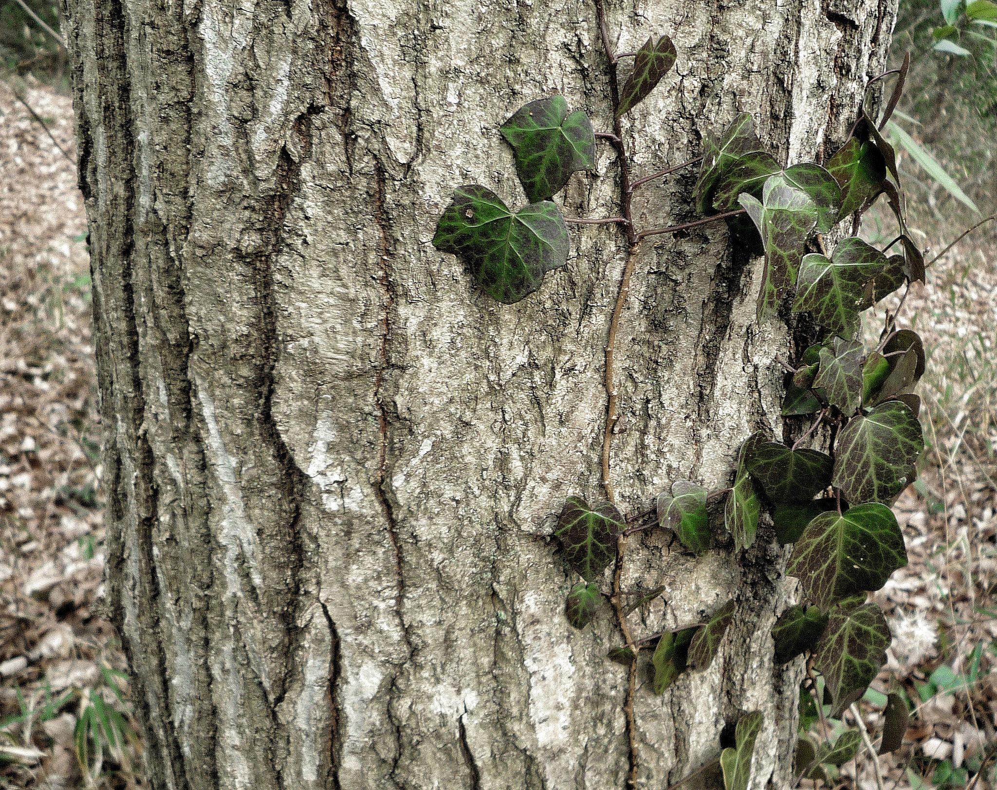 Panasonic DMC-FX500 sample photo. Ivy photography