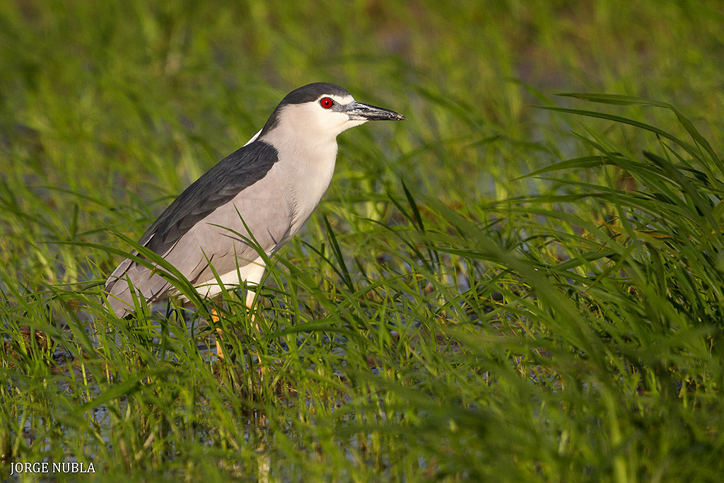 Canon EF 500mm F4L IS II USM sample photo. Martinete común (nycticorax nycticorax). photography
