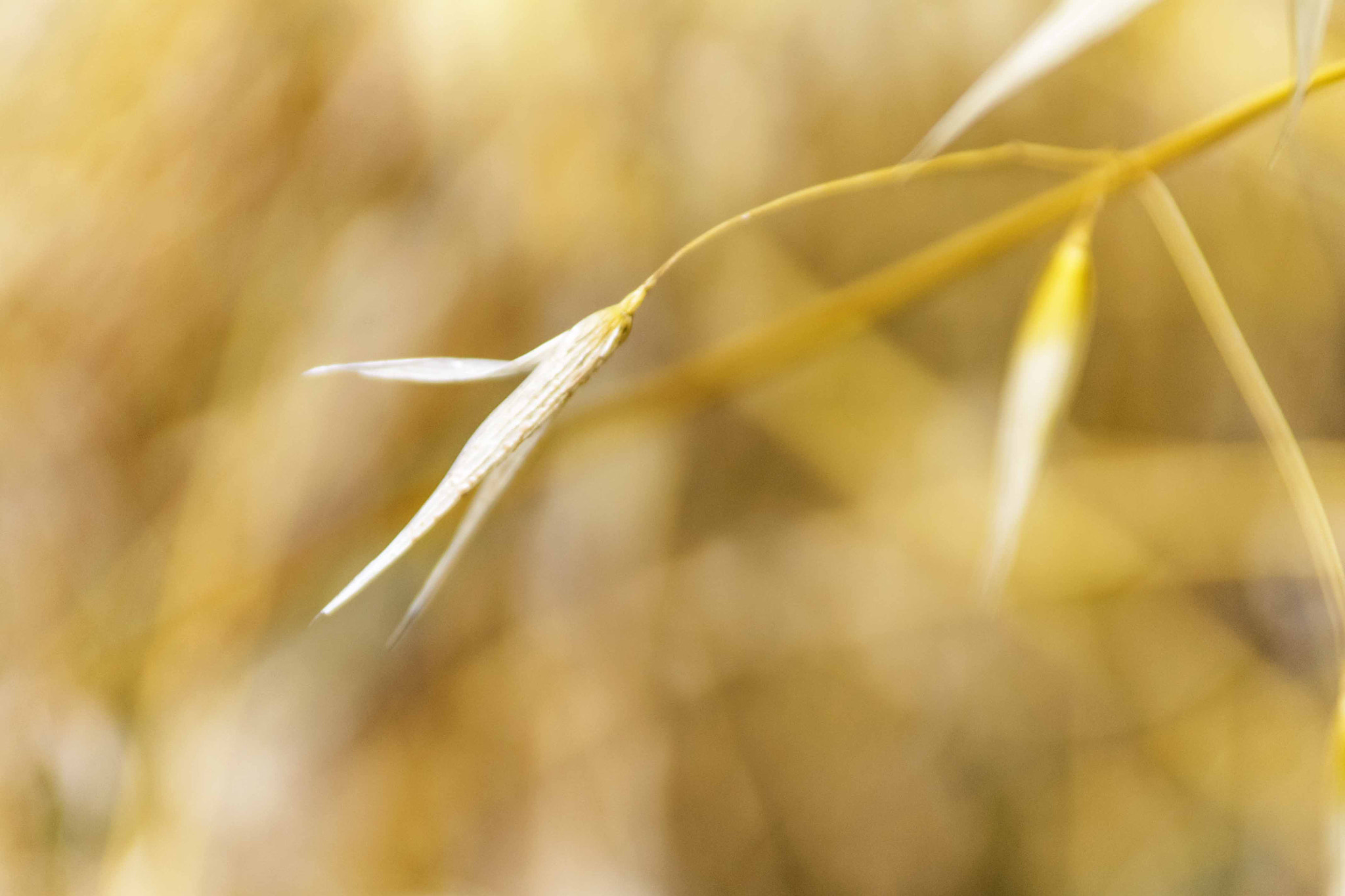 Tamron AF 28-200mm F3.8-5.6 XR Di Aspherical (IF) Macro sample photo. Img photography