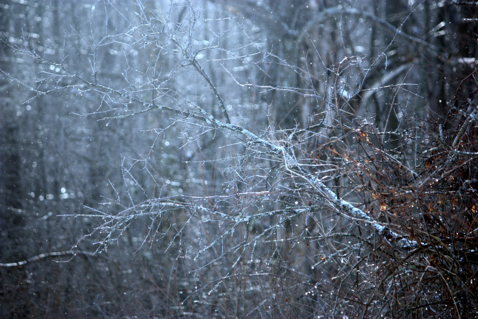 Canon EF-S 55-250mm F4-5.6 IS sample photo. Icybrush photography