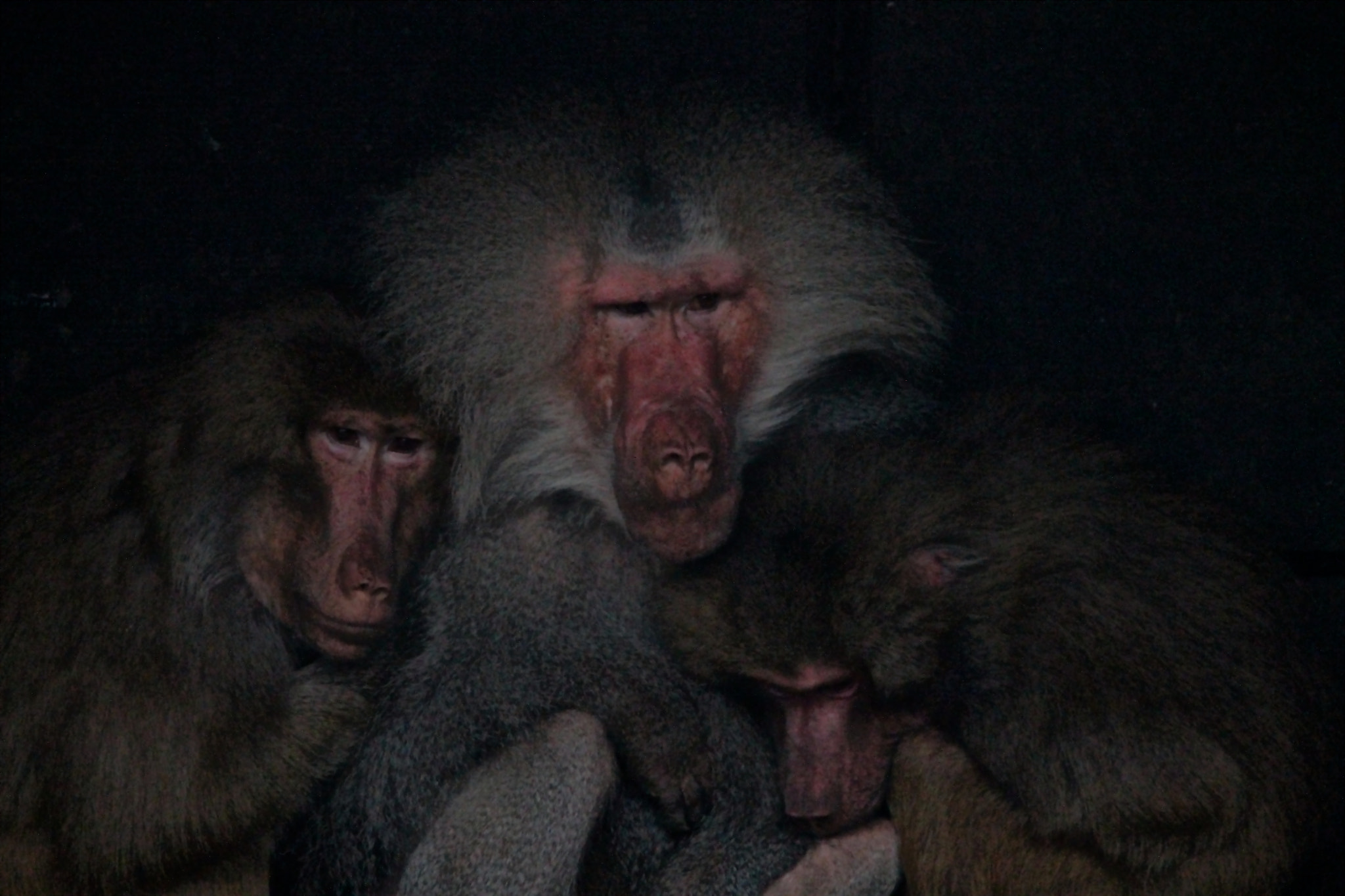 Sigma 150-500mm F5-6.3 DG OS HSM sample photo. Sleepy baboons photography