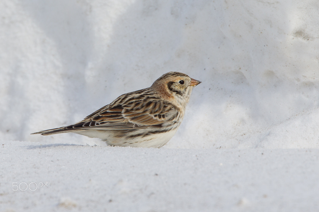 Canon EF 500mm F4L IS USM sample photo. Lapland longspur photography