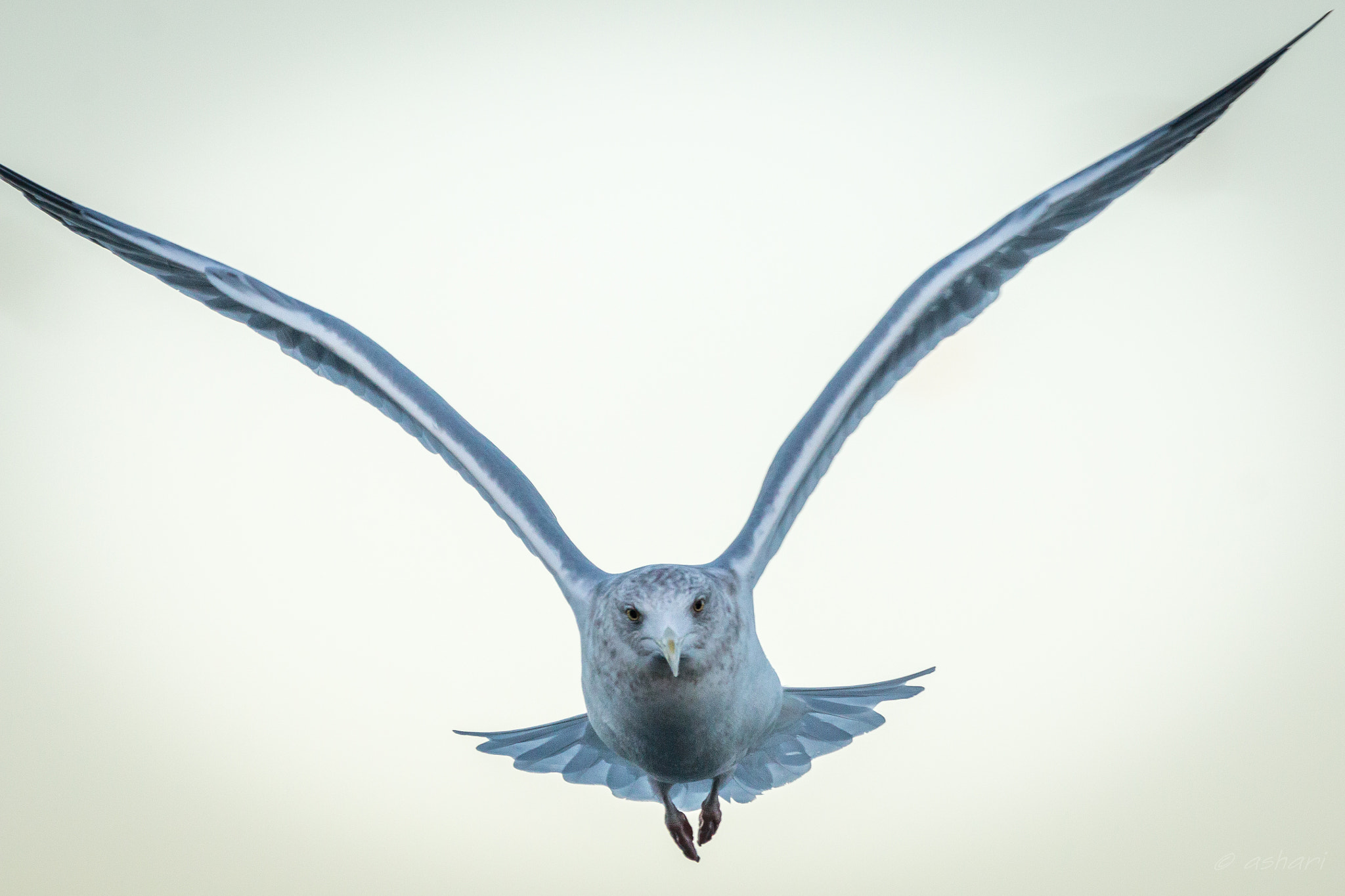150-600mm F5-6.3 DG OS HSM | Contemporary 015 sample photo. Herring gull photography