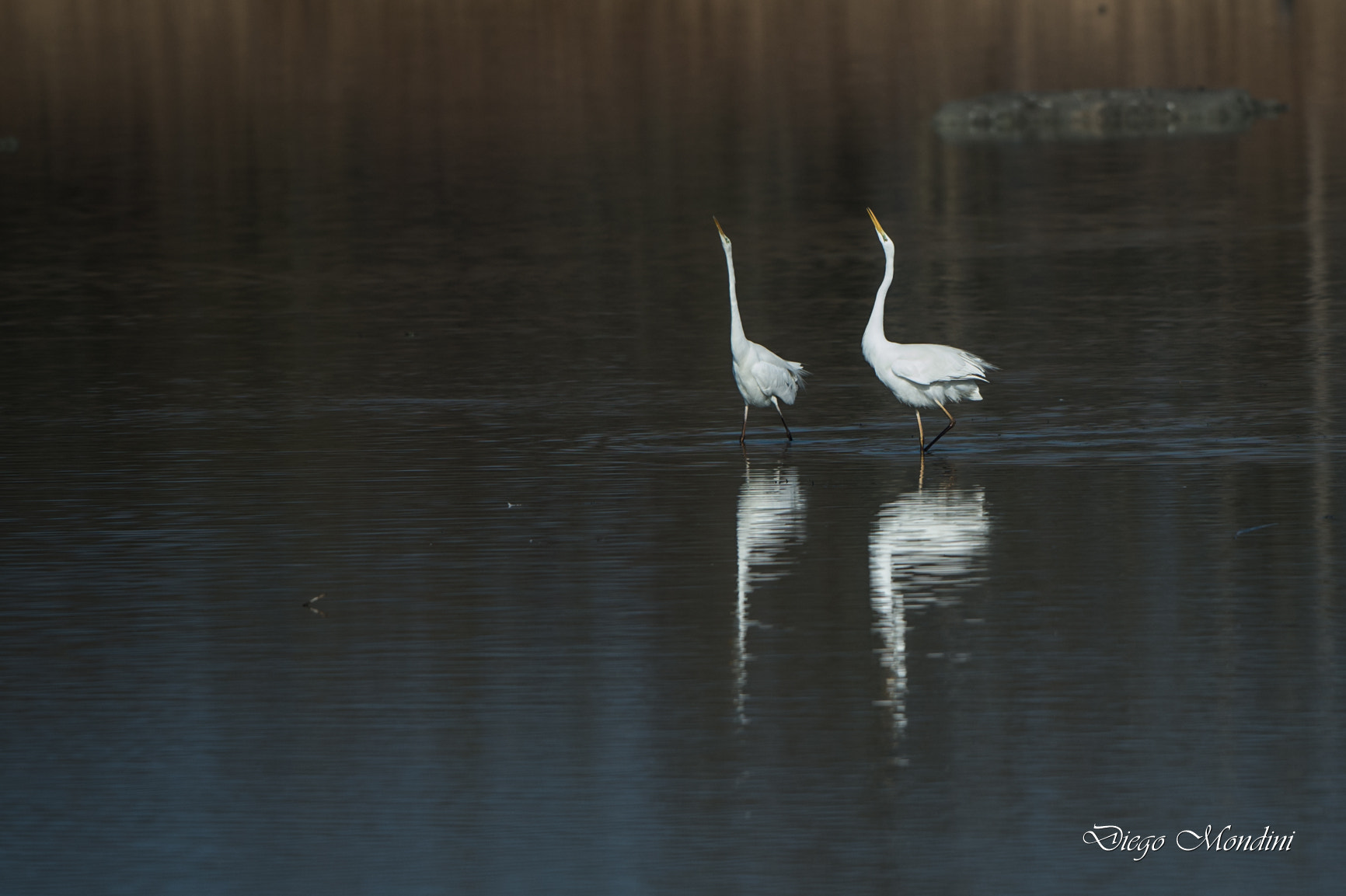 Nikon D4 + Nikon AF-S Nikkor 500mm F4G ED VR sample photo. Love photography