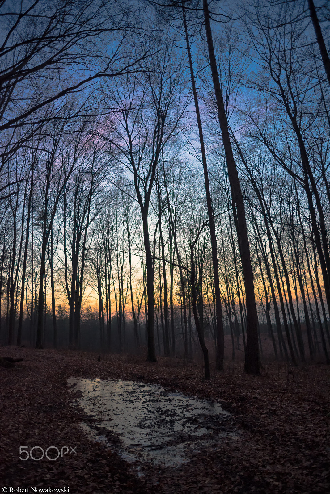 Nikon D750 + Nikon AF Nikkor 24mm F2.8D sample photo. Kałuża ... photography