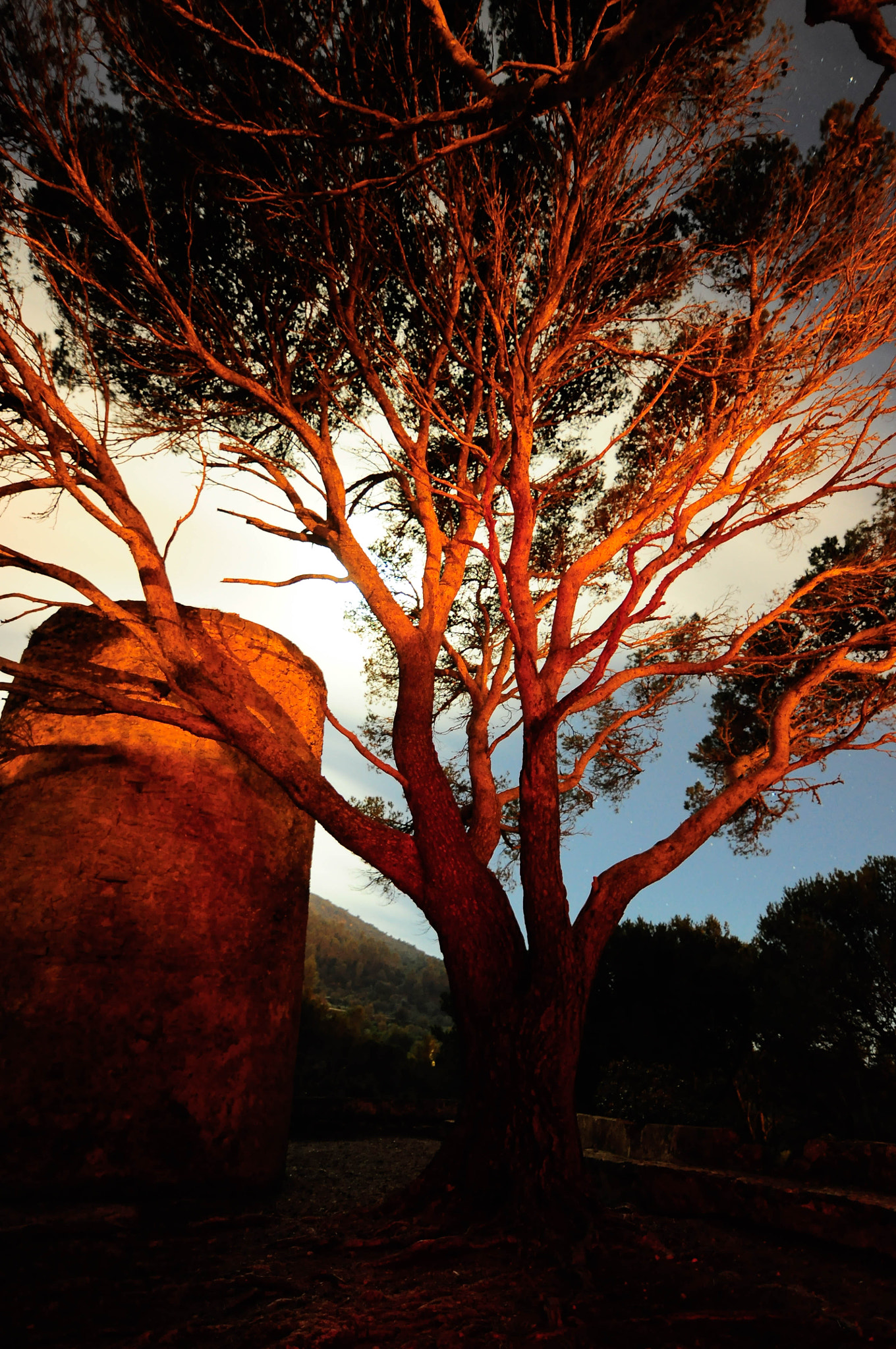 Nikon D5000 sample photo. Hell in the wood photography