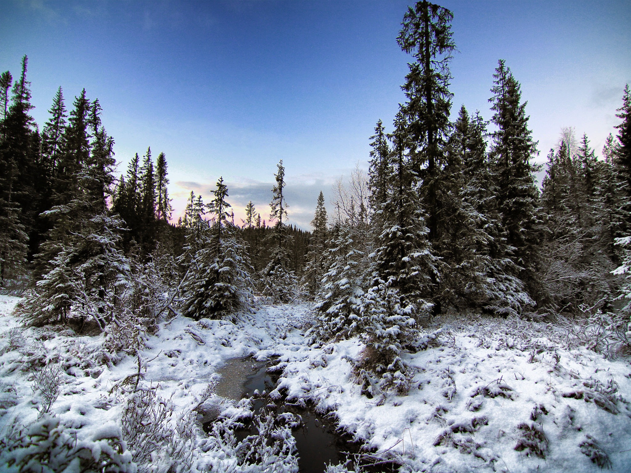 Canon EOS 760D (EOS Rebel T6s / EOS 8000D) sample photo. Forest winterland photography
