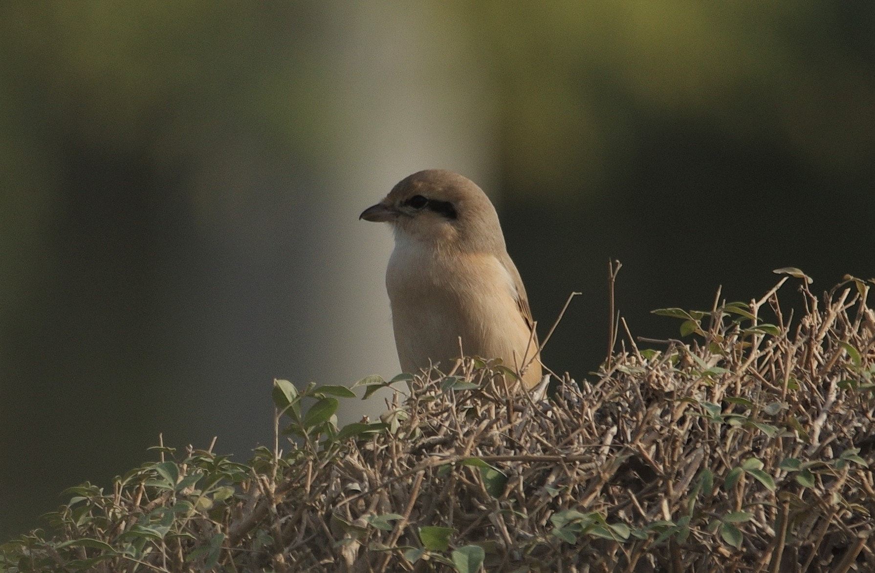 Pentax K-3 + smc PENTAX-F* 300mm F4.5 ED[IF] sample photo. Shreke bird . photography