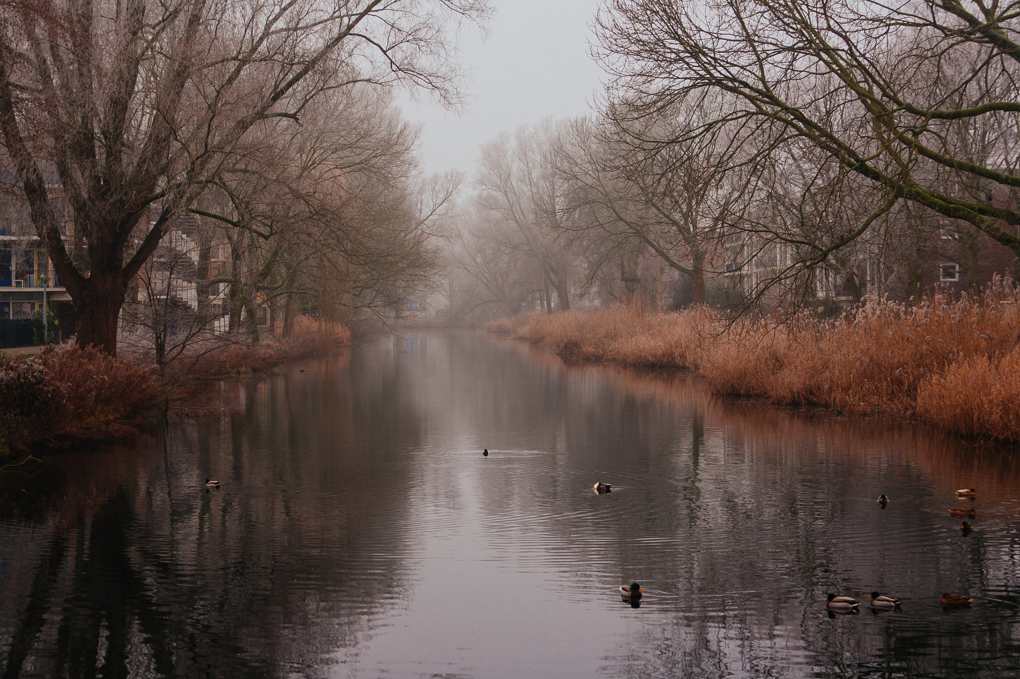 Canon EF 35-80mm f/4-5.6 sample photo. Dutch winter photography