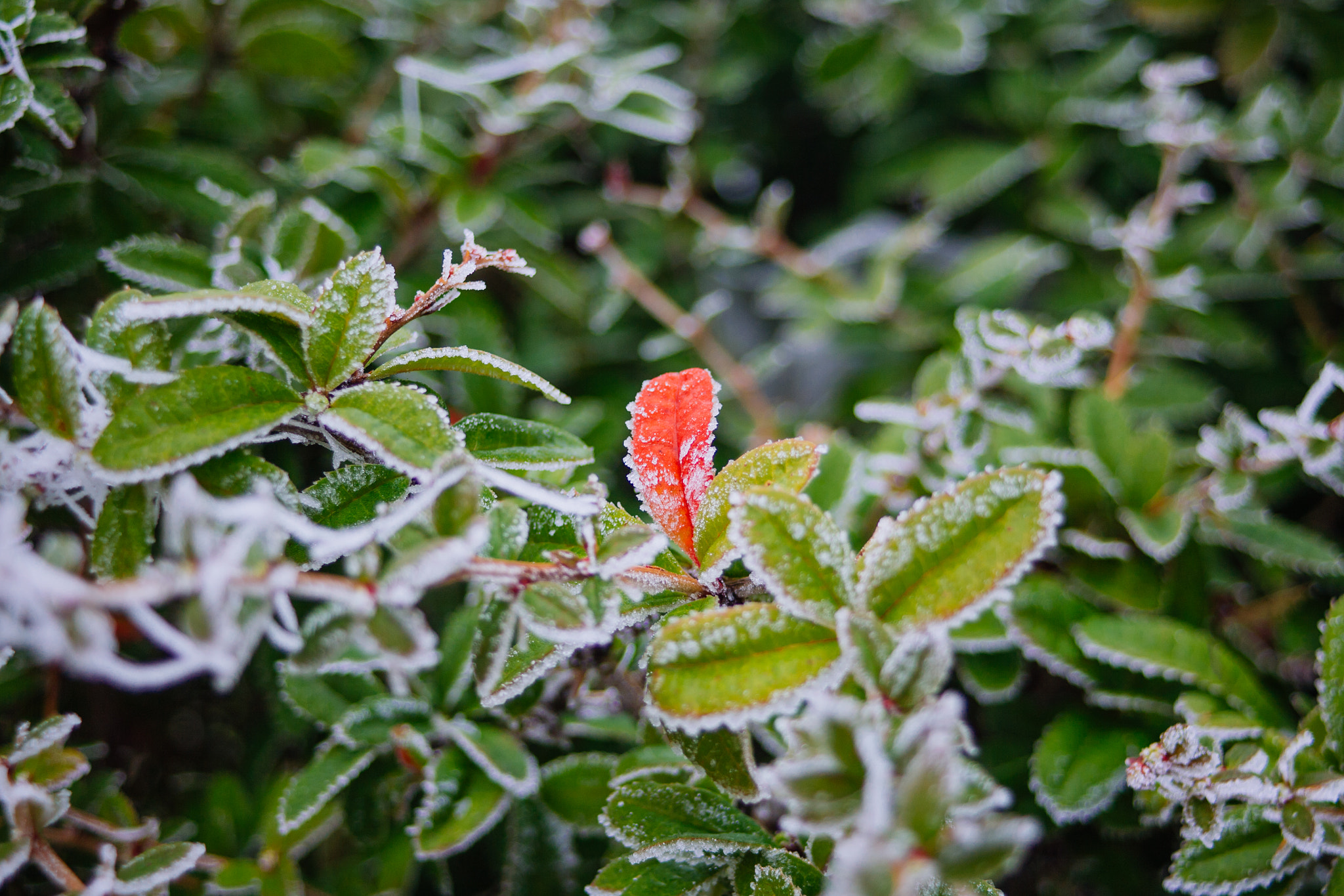 Canon EF 35-80mm f/4-5.6 sample photo. Morning frost #2 photography