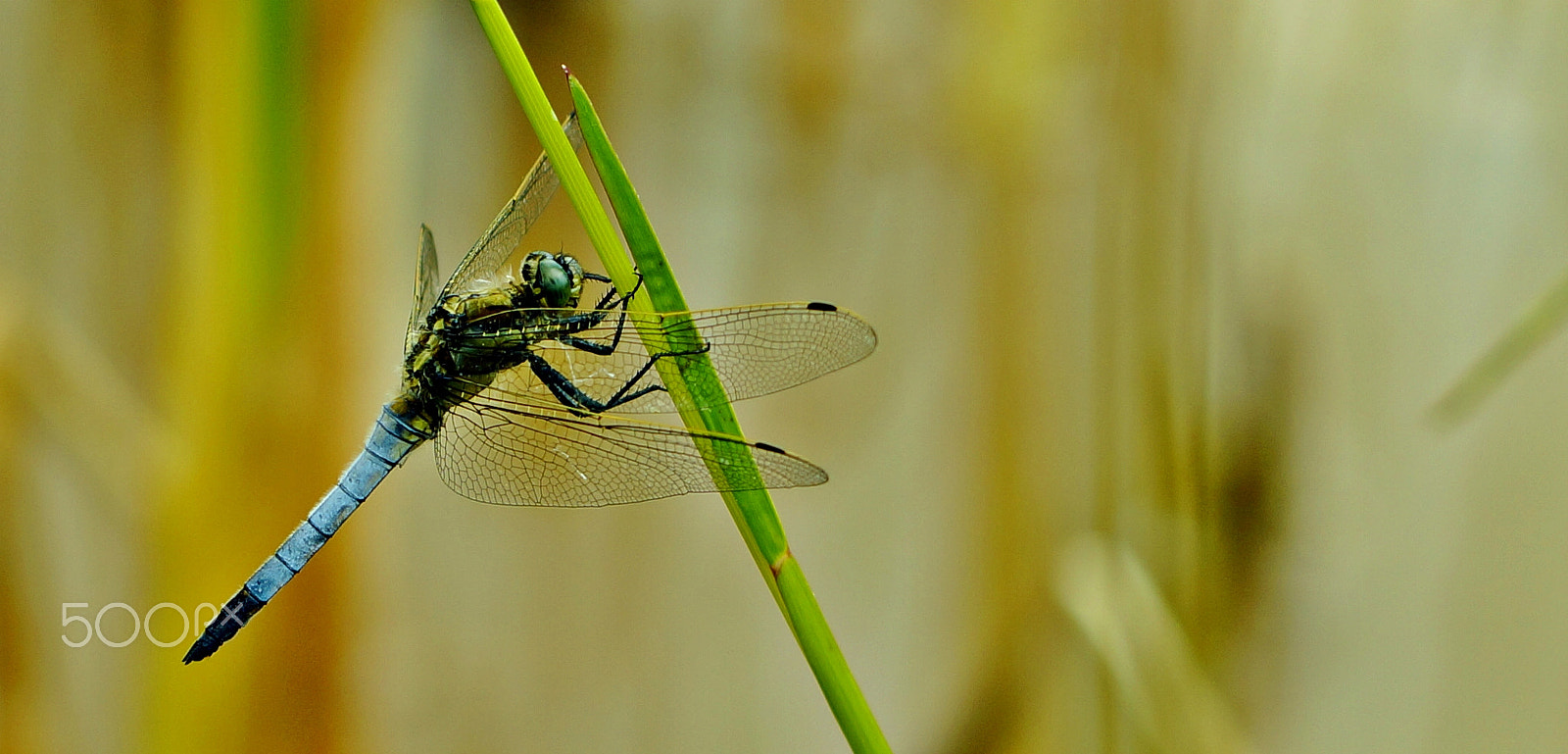 Sony SLT-A57 + 90mm F2.8 Macro SSM sample photo. Orthetum cancellatum photography