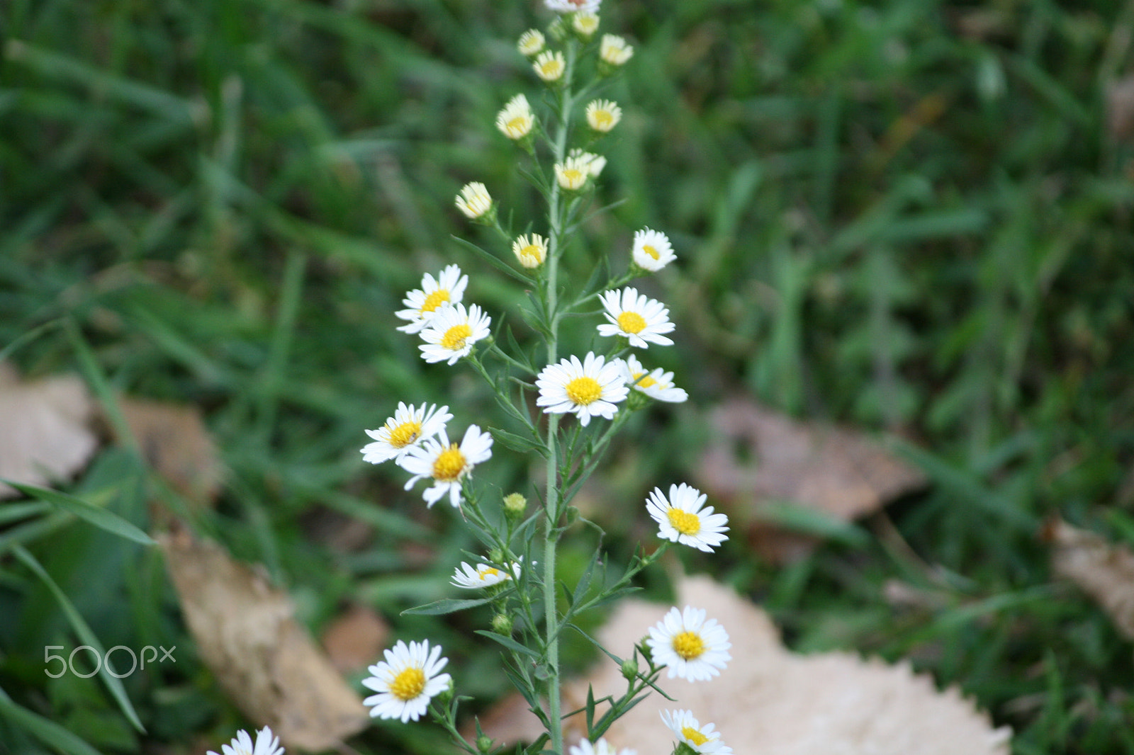 Canon EF-S 55-250mm F4-5.6 IS sample photo. The flowers photography