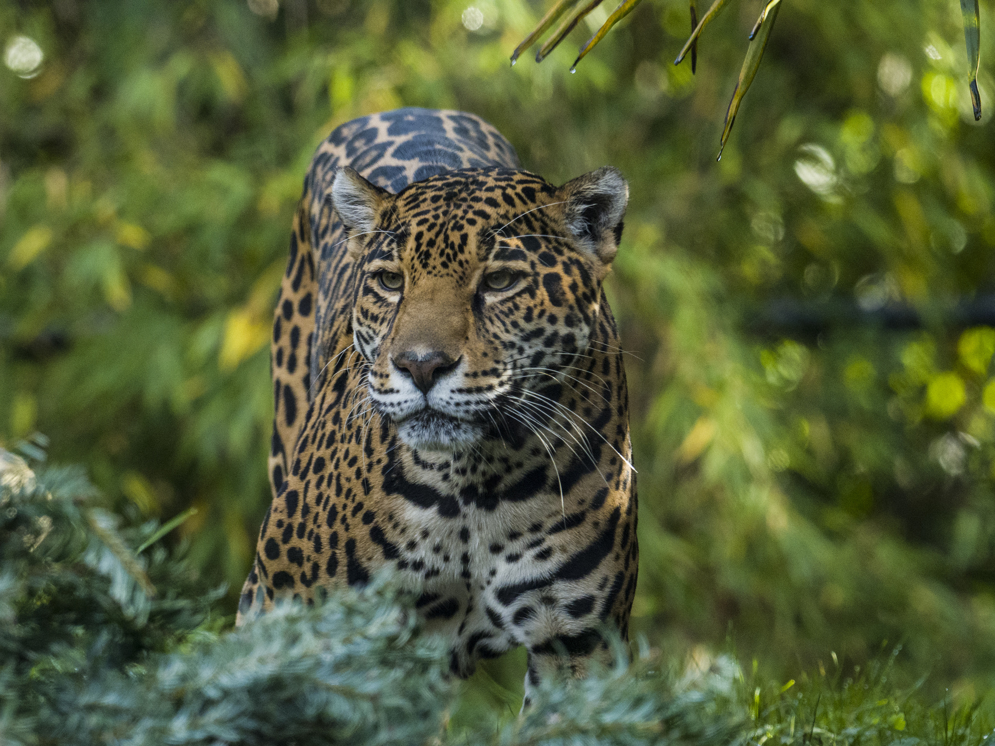 Olympus OM-D E-M1 Mark II + OLYMPUS M.300mm F4.0 sample photo. Jaguar photography