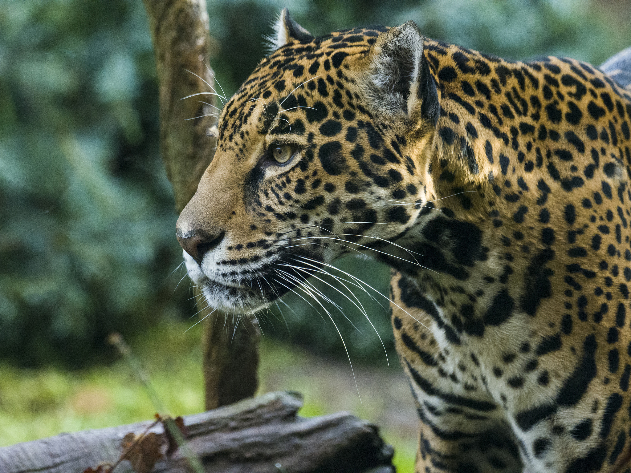 Olympus OM-D E-M1 Mark II + OLYMPUS M.300mm F4.0 sample photo. Jaguar and light photography