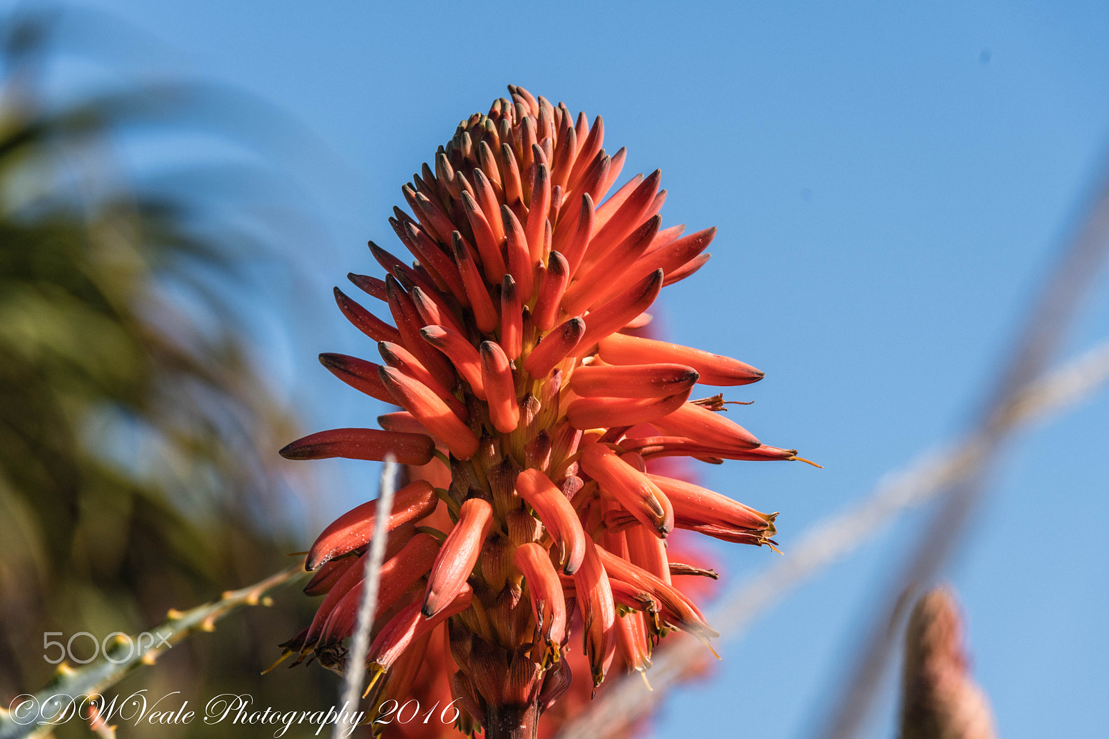 Nikon D500 sample photo. Scripps pier/la jolla photography