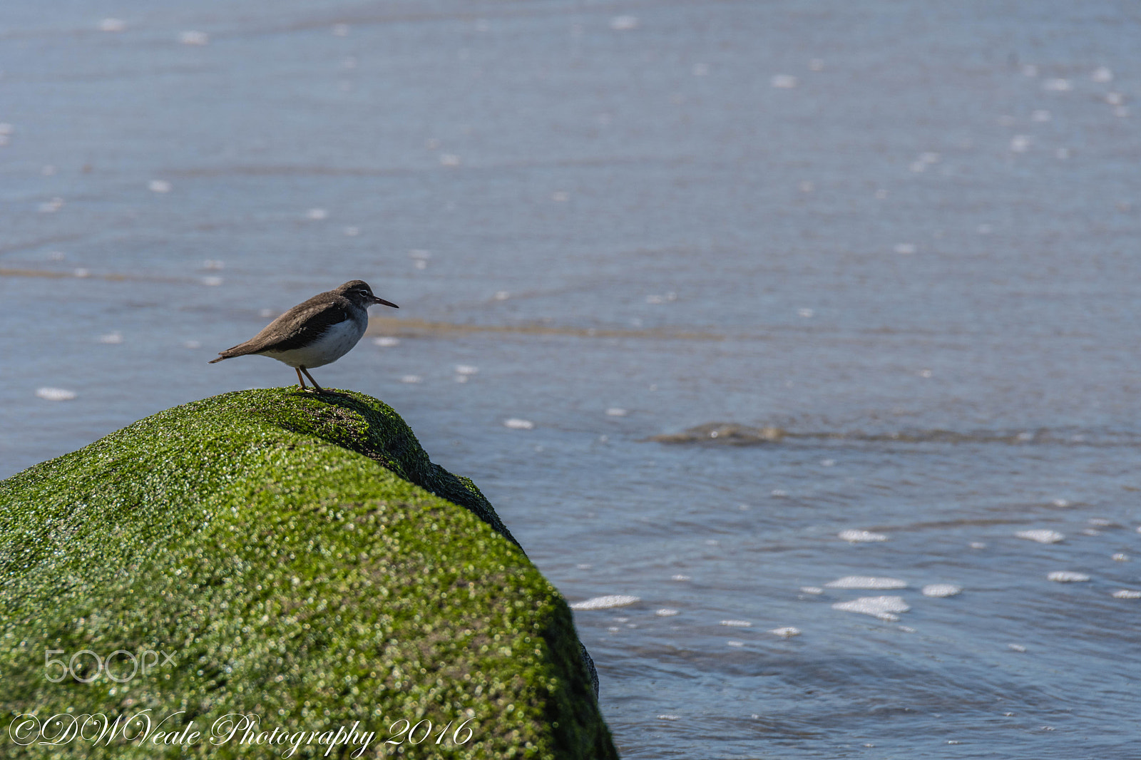 Nikon D500 sample photo. Scripps pier/la jolla photography