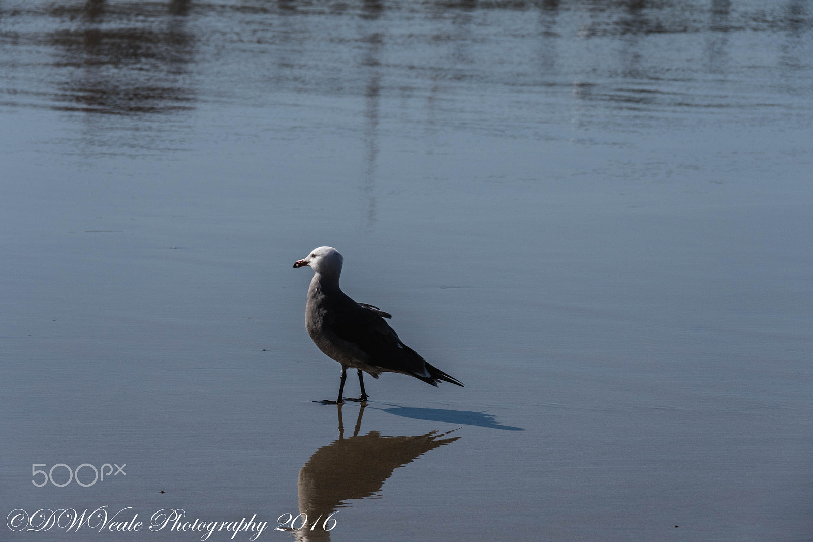 Nikon D500 sample photo. Scripps pier/la jolla photography